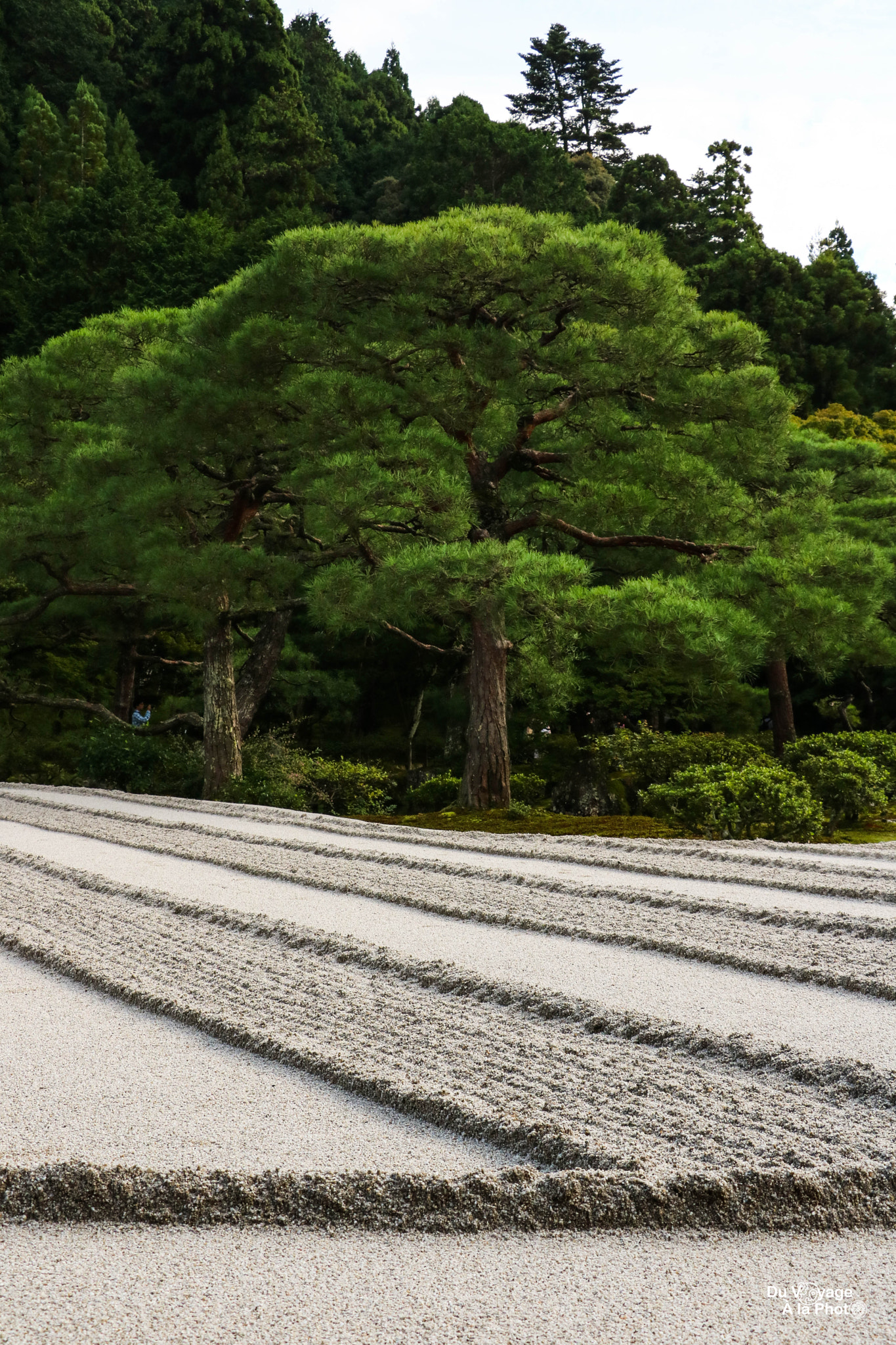 Canon EOS 760D (EOS Rebel T6s / EOS 8000D) sample photo. The sand garden and the trees photography