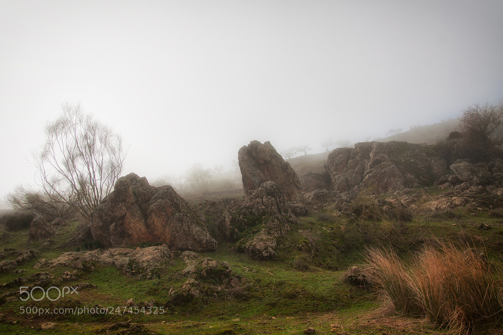 Canon EOS 50D sample photo. Niebla photography