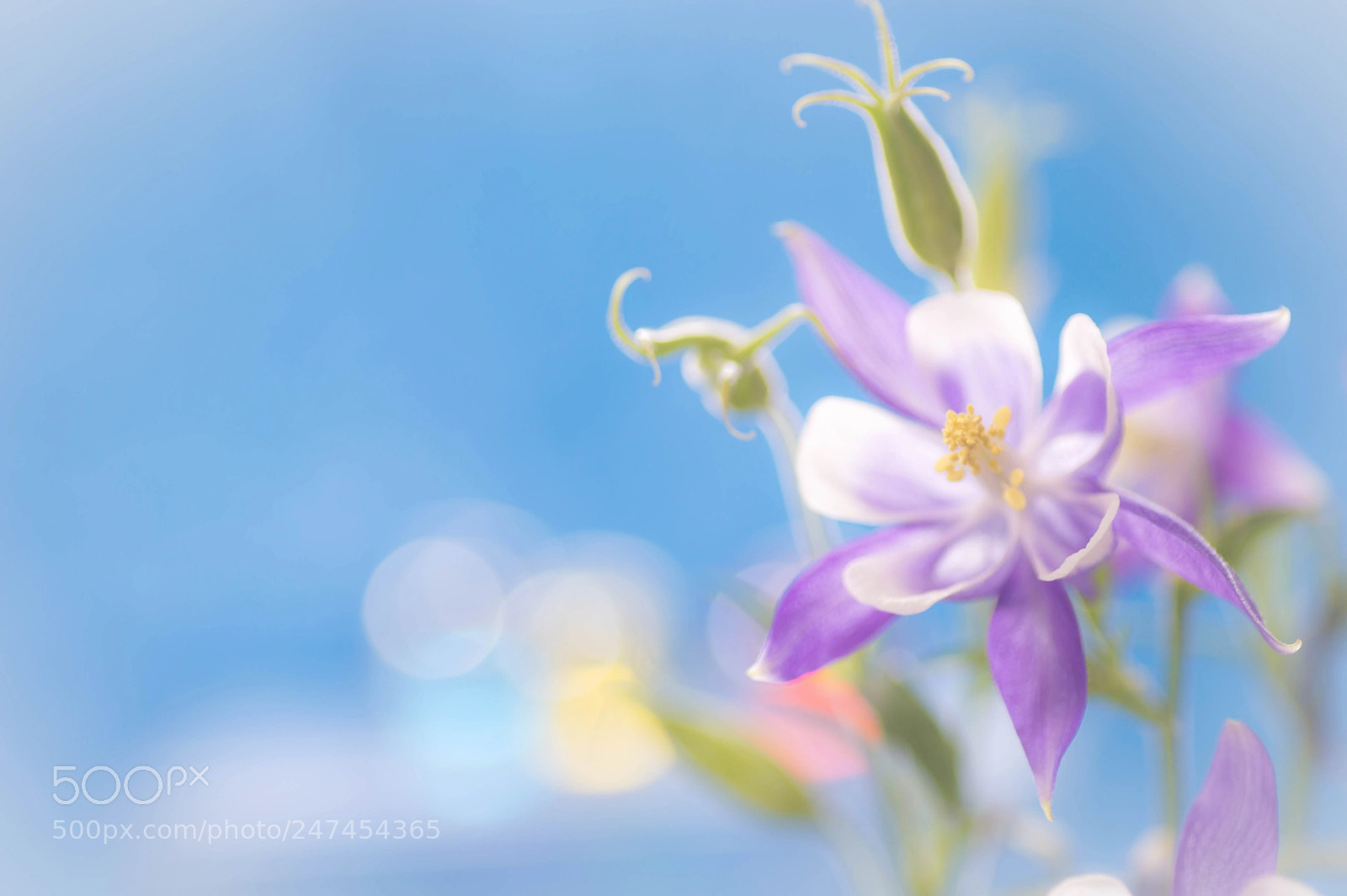 Nikon D3200 sample photo. Odamaki photography