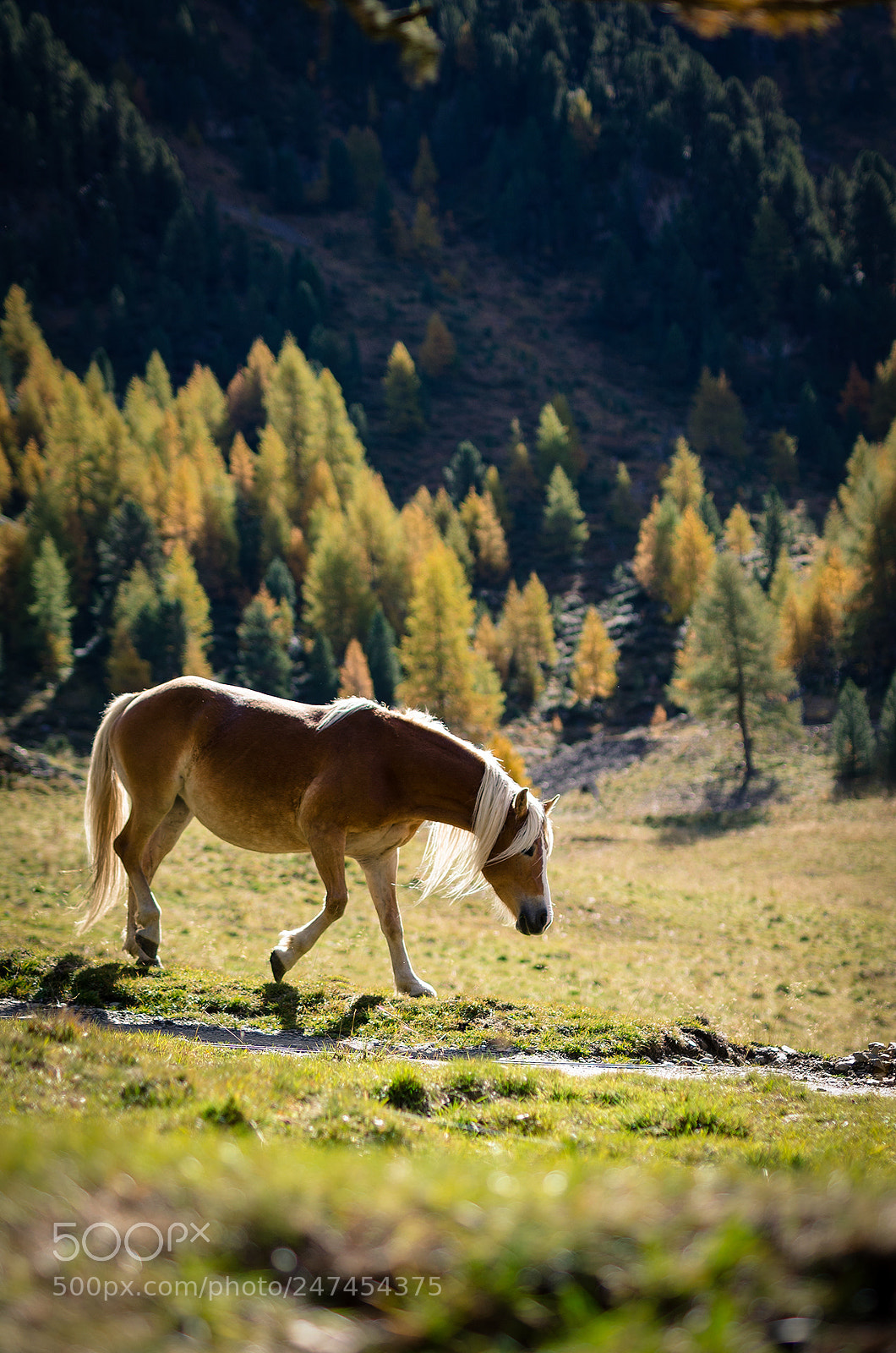 Nikon D5100 sample photo. Nature photography