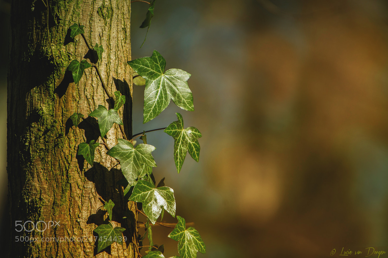 Sony a7R II sample photo. Ivy photography