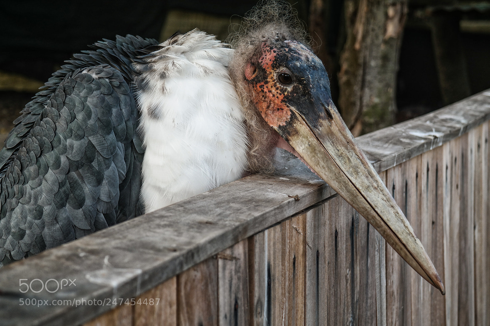 Samsung NX30 sample photo. Marabù africano- ugly world photography