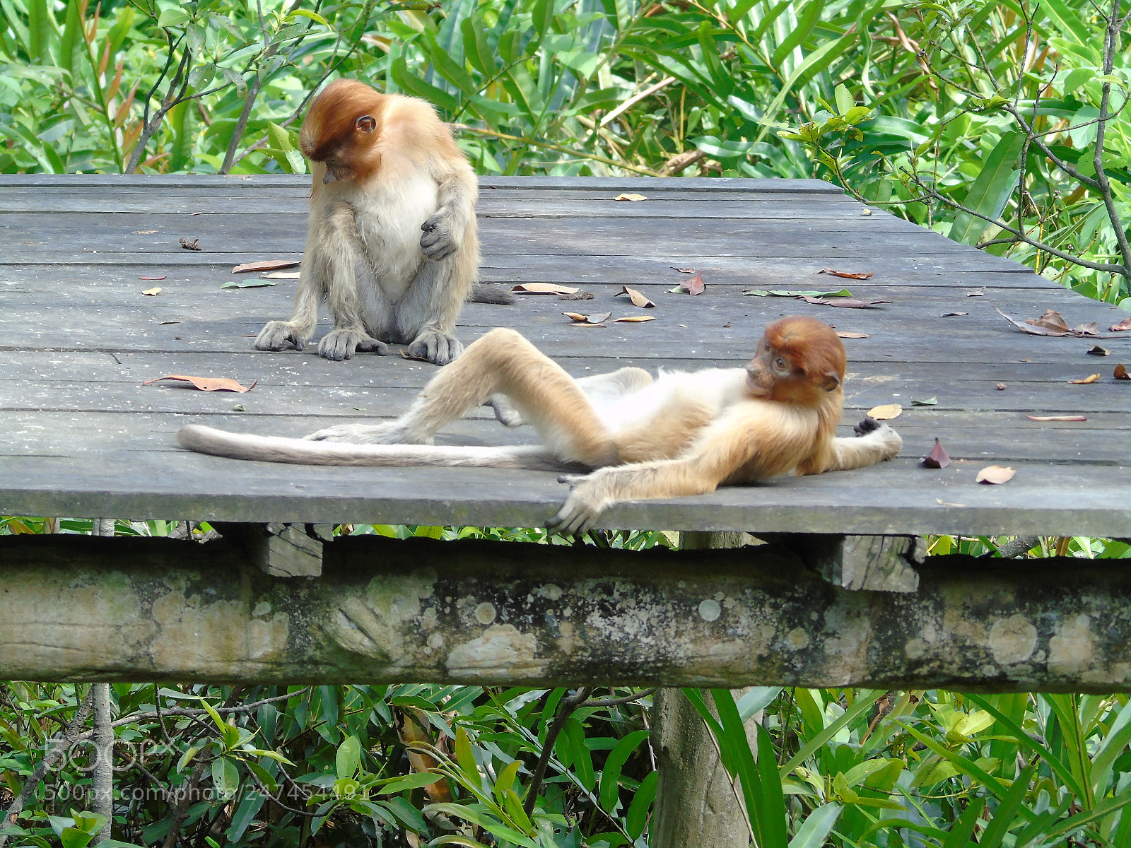 Sony Cyber-shot DSC-H400 sample photo. Proboscis monkeys of sepilok photography