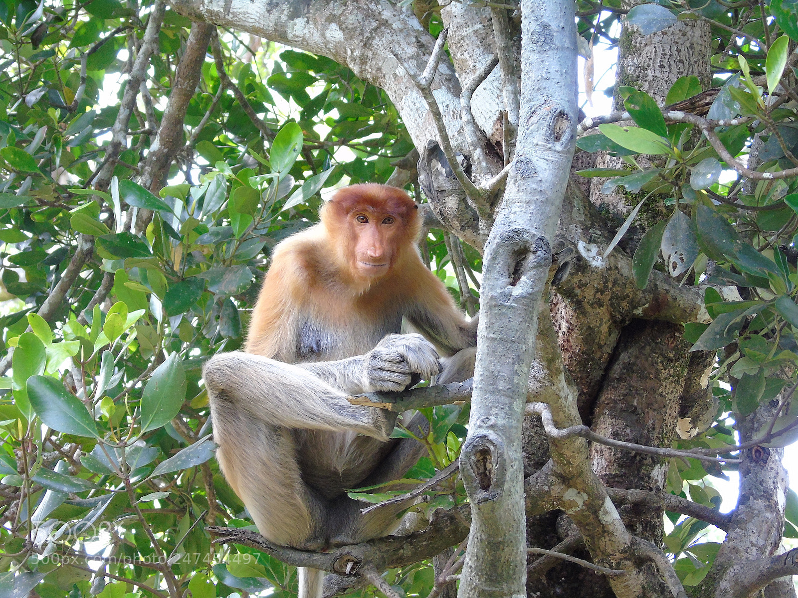 Sony Cyber-shot DSC-H400 sample photo. Proboscis monkeys of sepilok photography