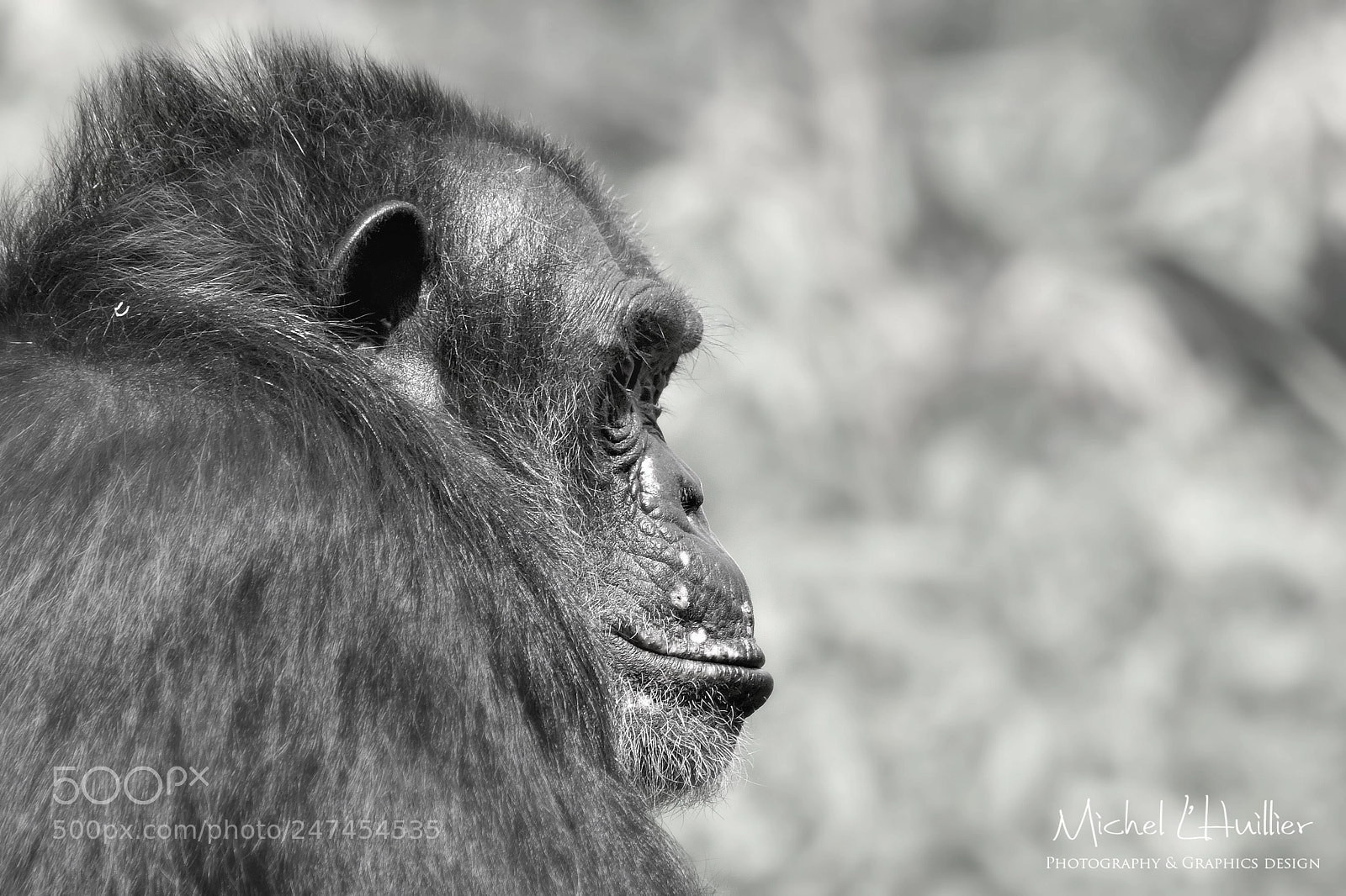 Nikon D810 sample photo. Chimp photography