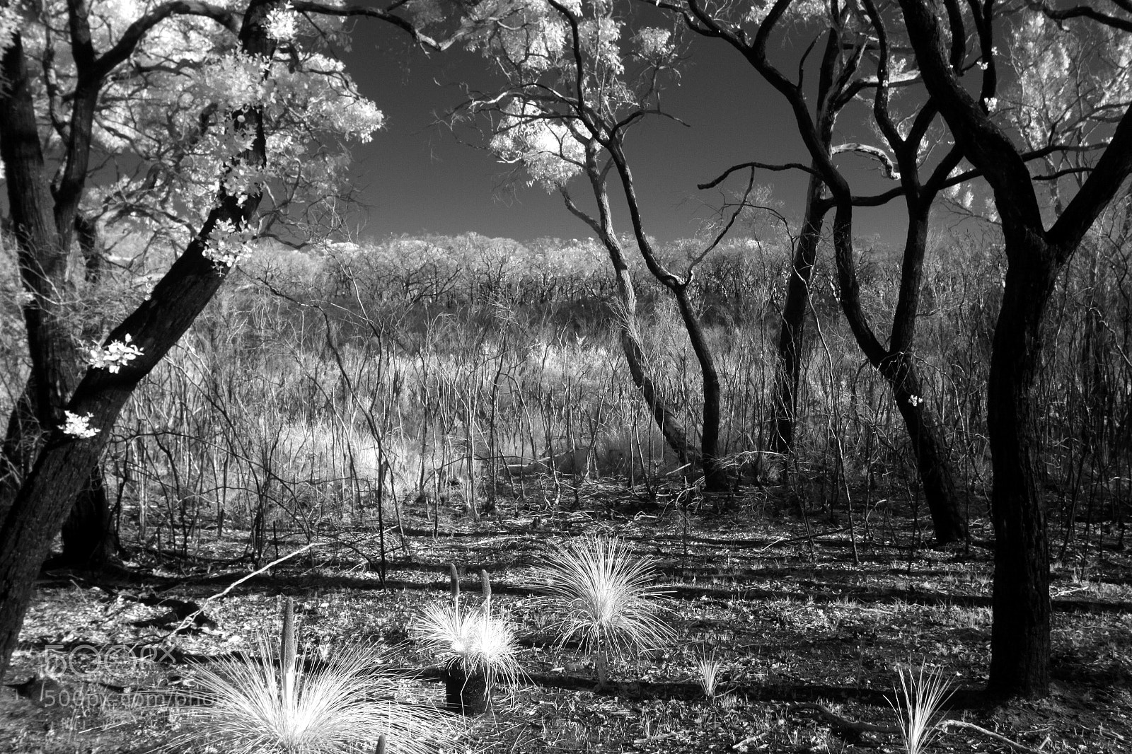 Canon EOS 50D sample photo. Trees photography