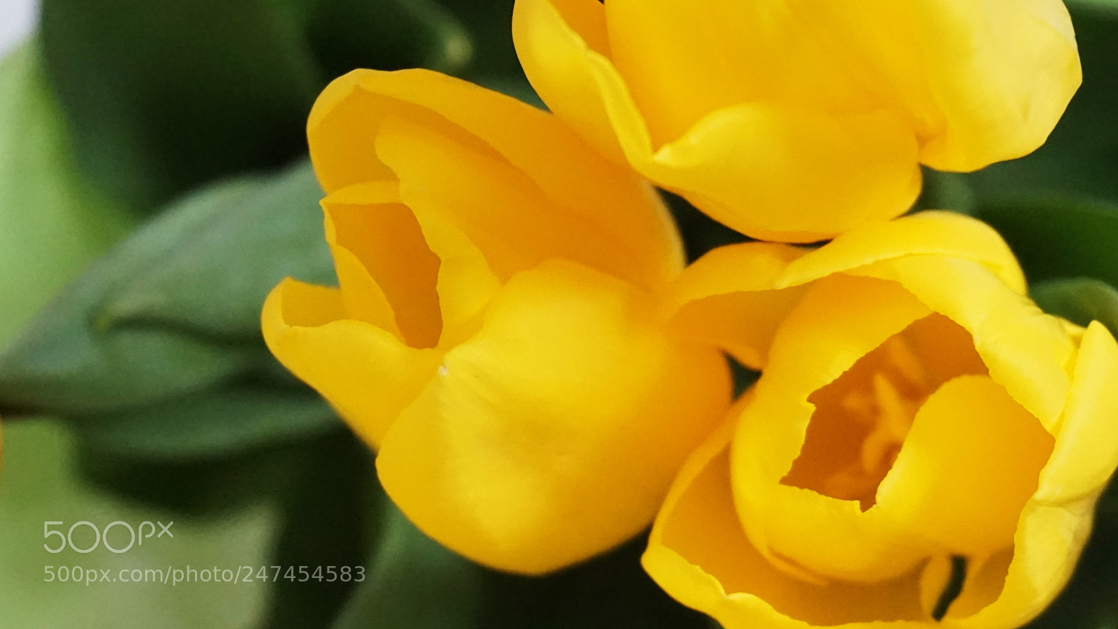Sony Alpha a5000 (ILCE 5000) sample photo. Tulip photography