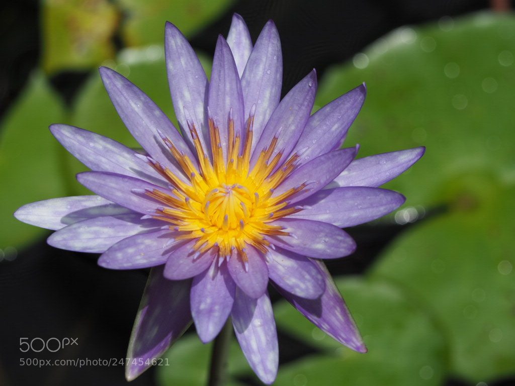 Olympus OM-D E-M10 sample photo. Beautiful water lilly photography