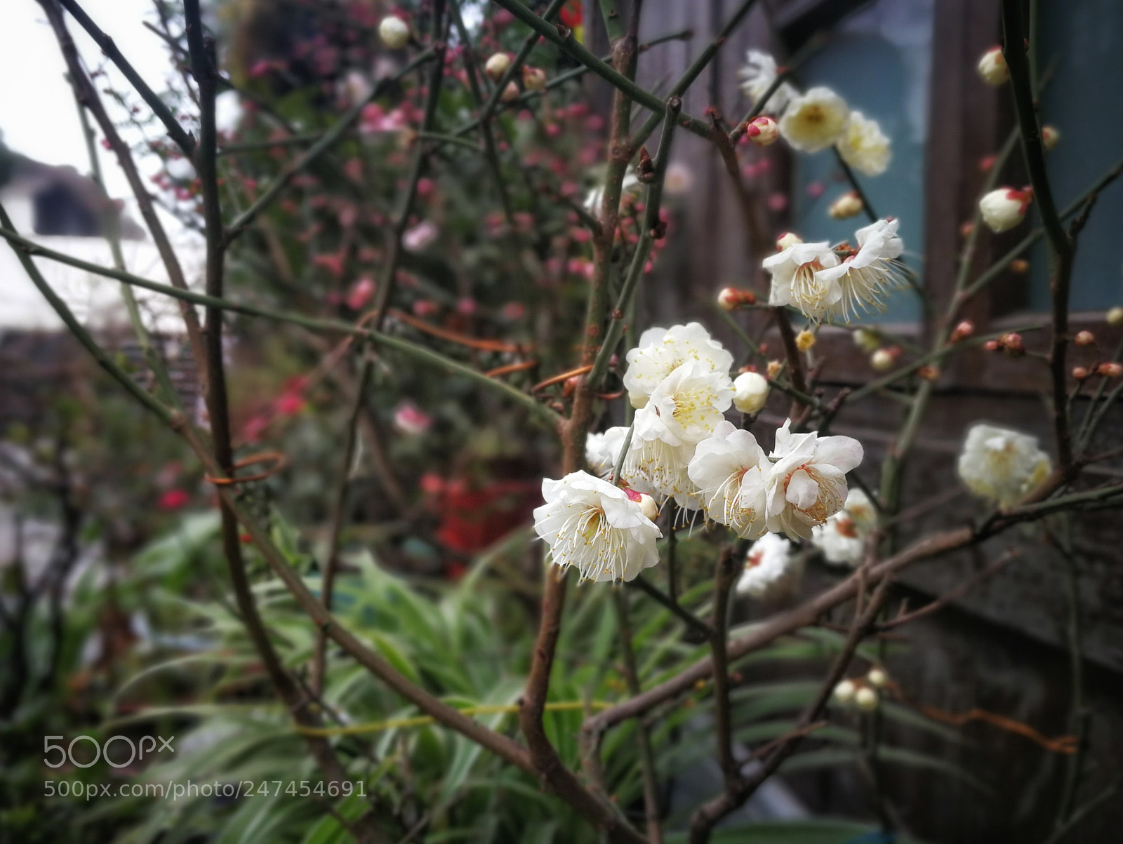 HUAWEI Mate 9 sample photo. Untitled photography