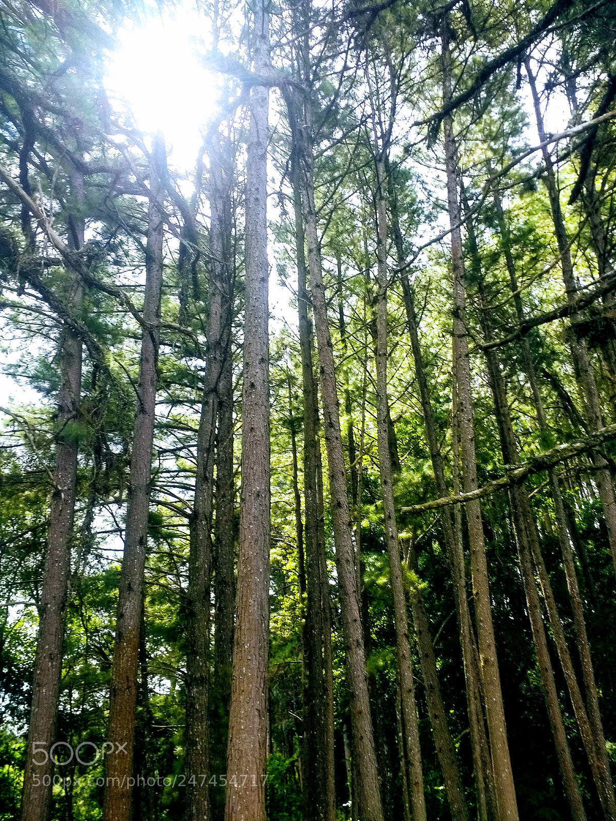 Motorola Moto G (4) sample photo. Light in the trees photography