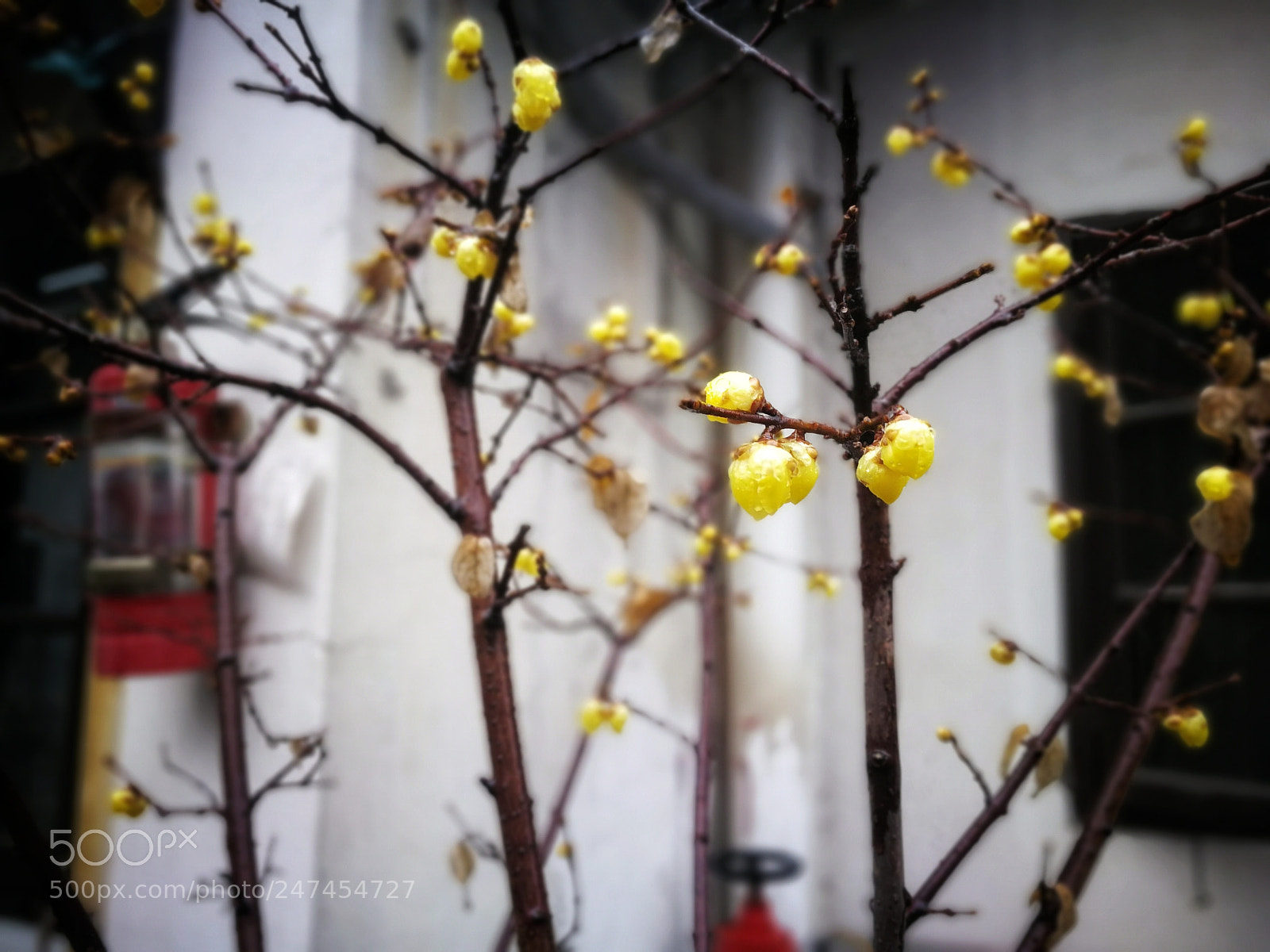 HUAWEI Mate 9 sample photo. Untitled photography