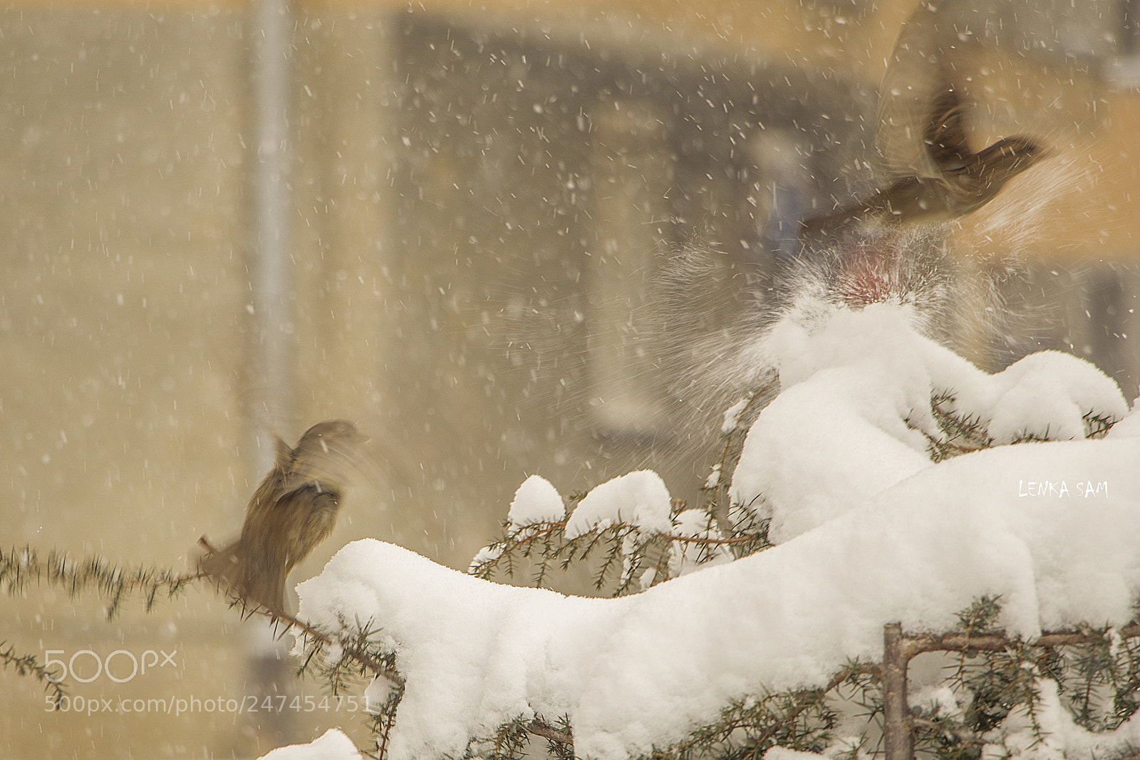 Canon EOS 80D sample photo. Sparrows photography