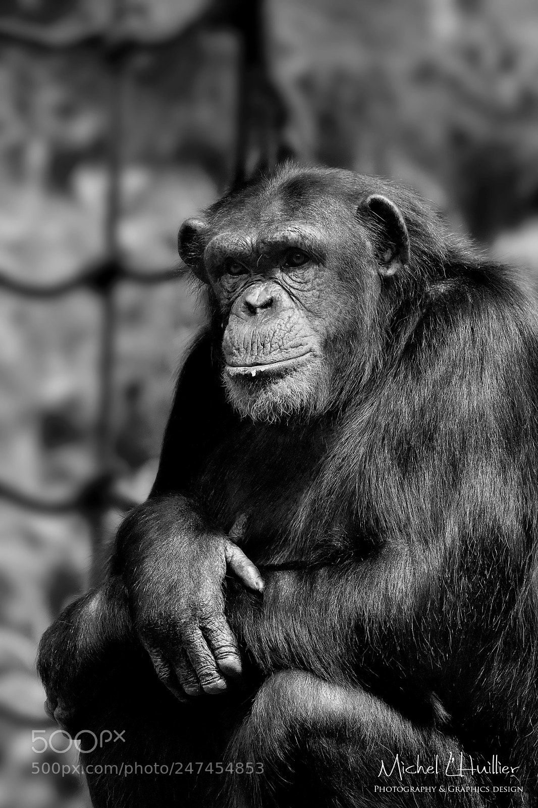 Nikon D810 sample photo. Chimp photography