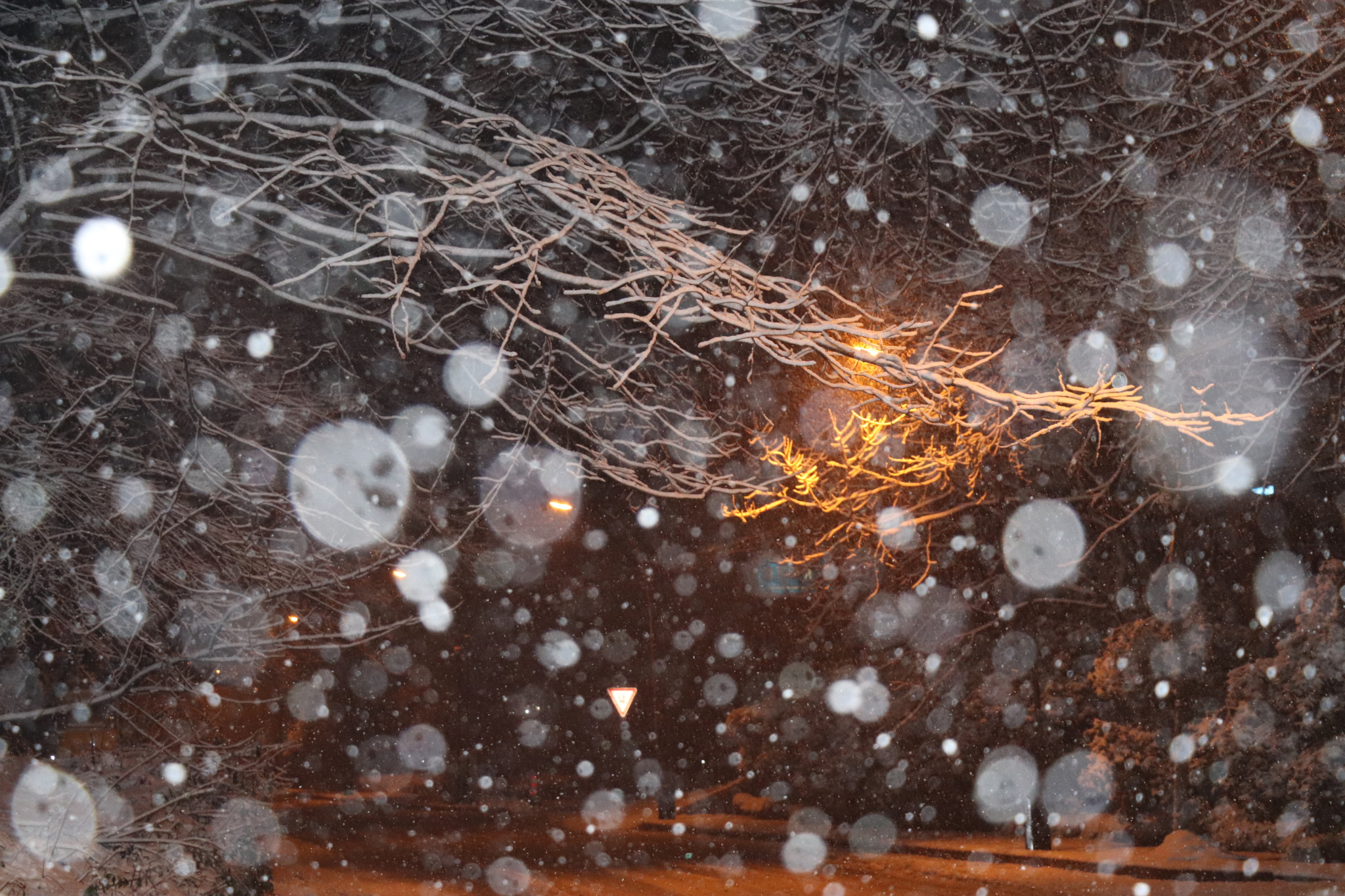 Canon EOS 800D (EOS Rebel T7i / EOS Kiss X9i) sample photo. A night with snow in hangzhou photography
