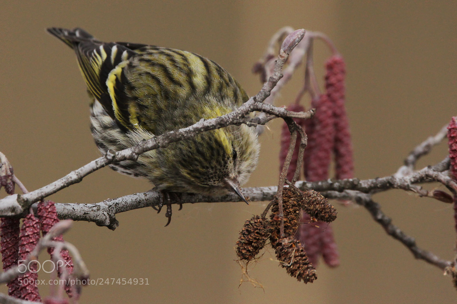 Canon EOS 550D (EOS Rebel T2i / EOS Kiss X4) sample photo. Eurasian siskin photography