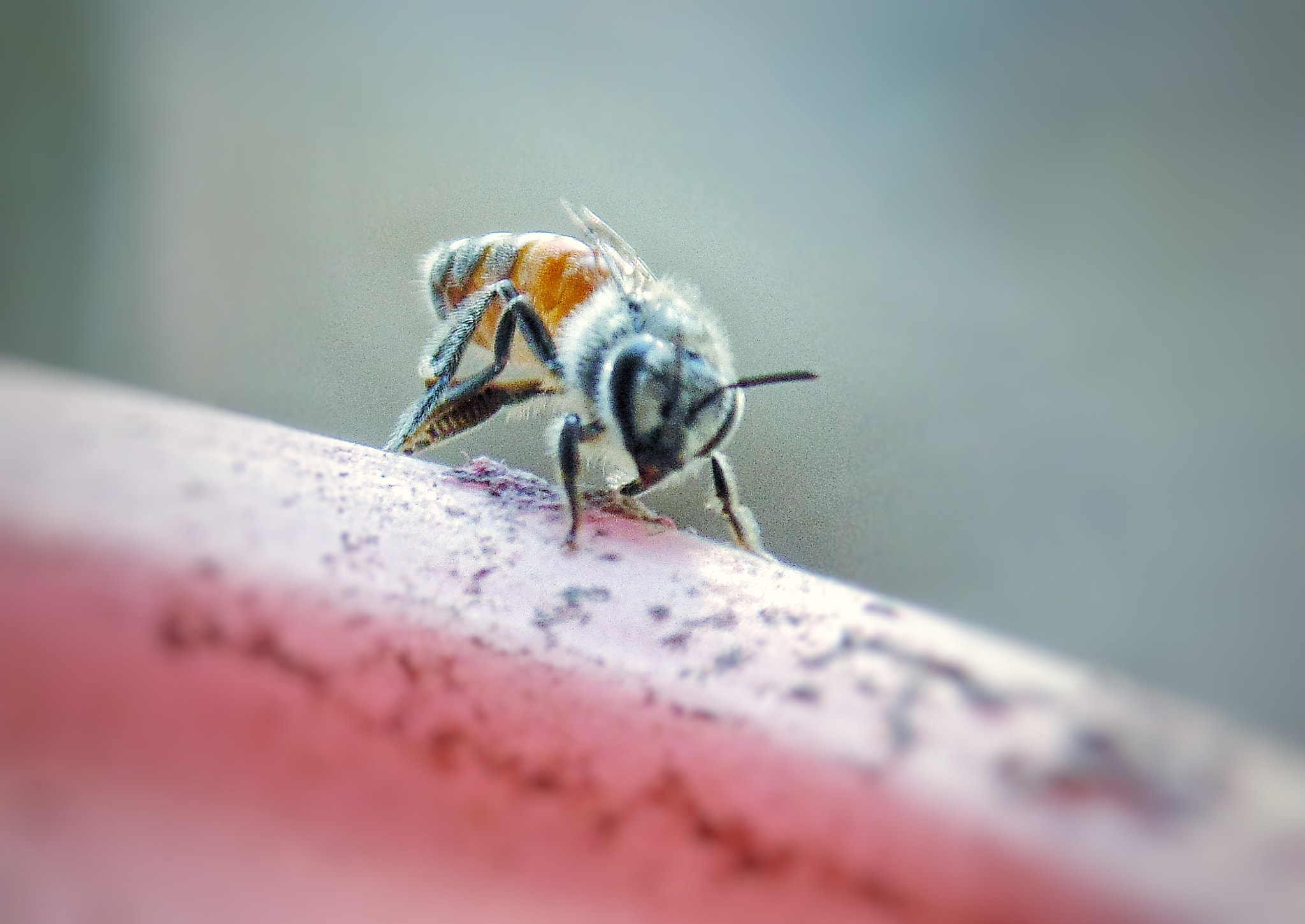 Sony Cyber-shot DSC-H200 sample photo. Honeybee photography