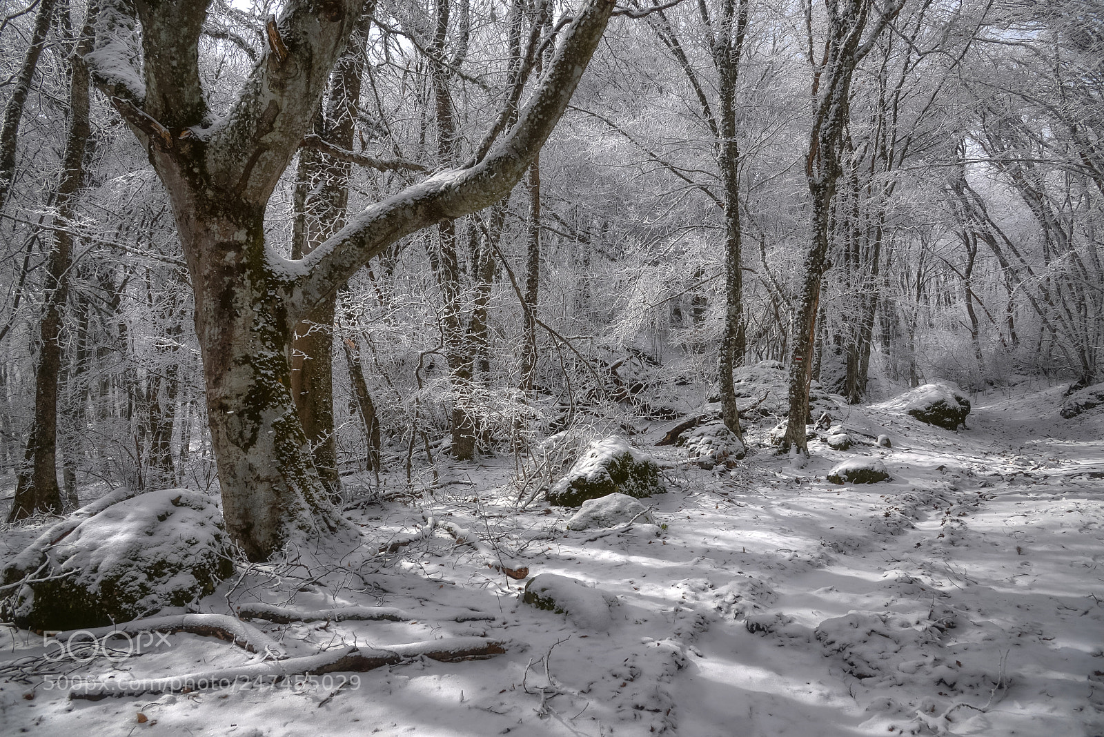 Nikon D610 sample photo. Suddenly the winter came photography