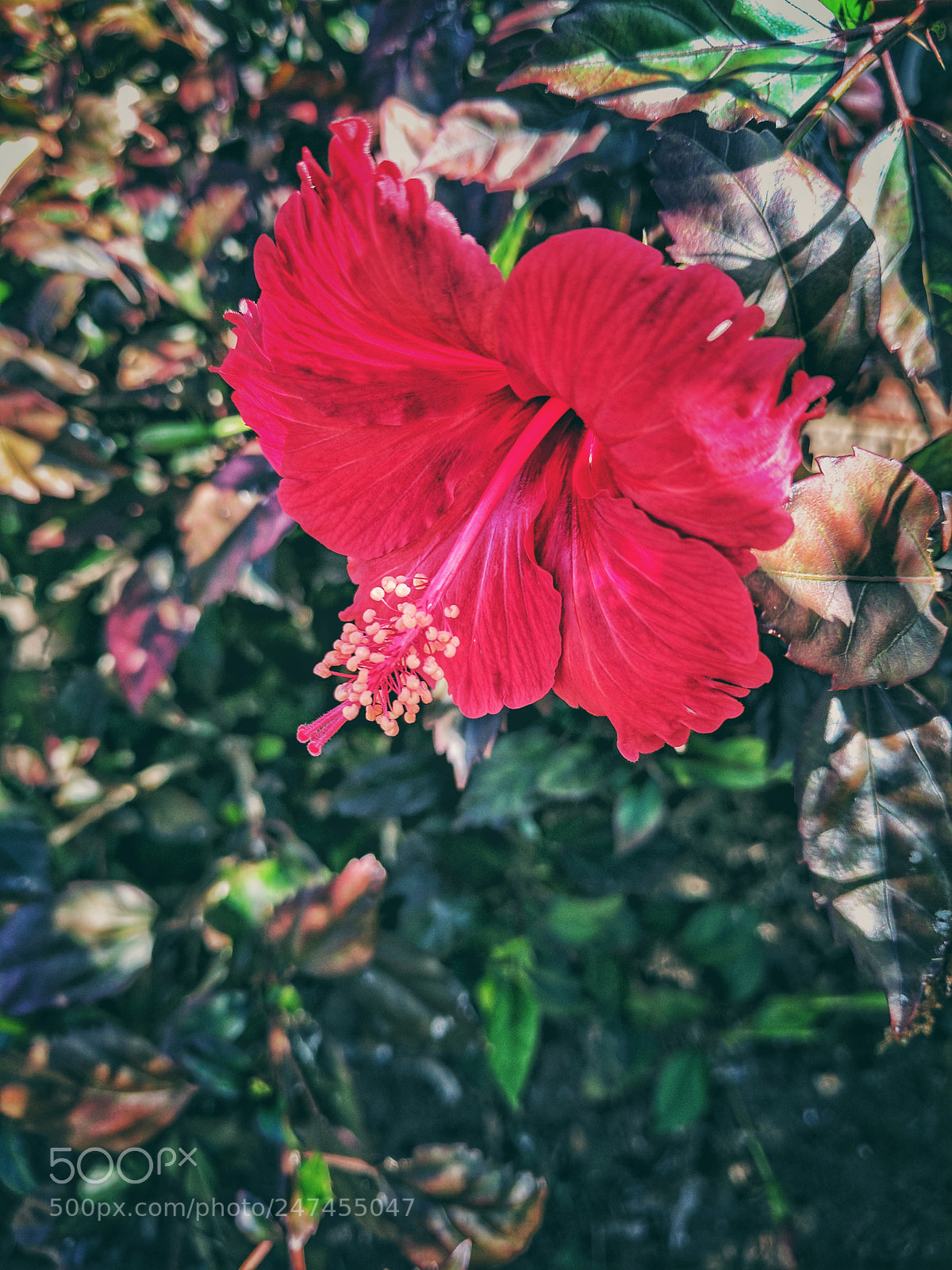Google Pixel XL sample photo. Over saturated hibiscus photography