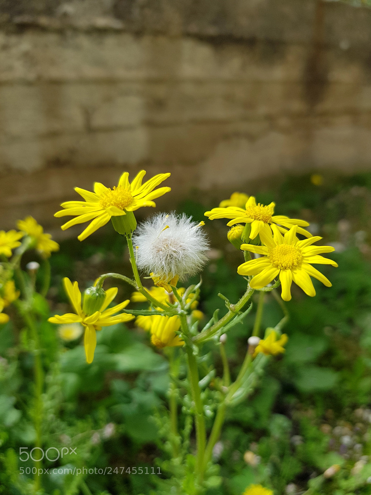 Samsung Galaxy S8 sample photo. Like a feather photography