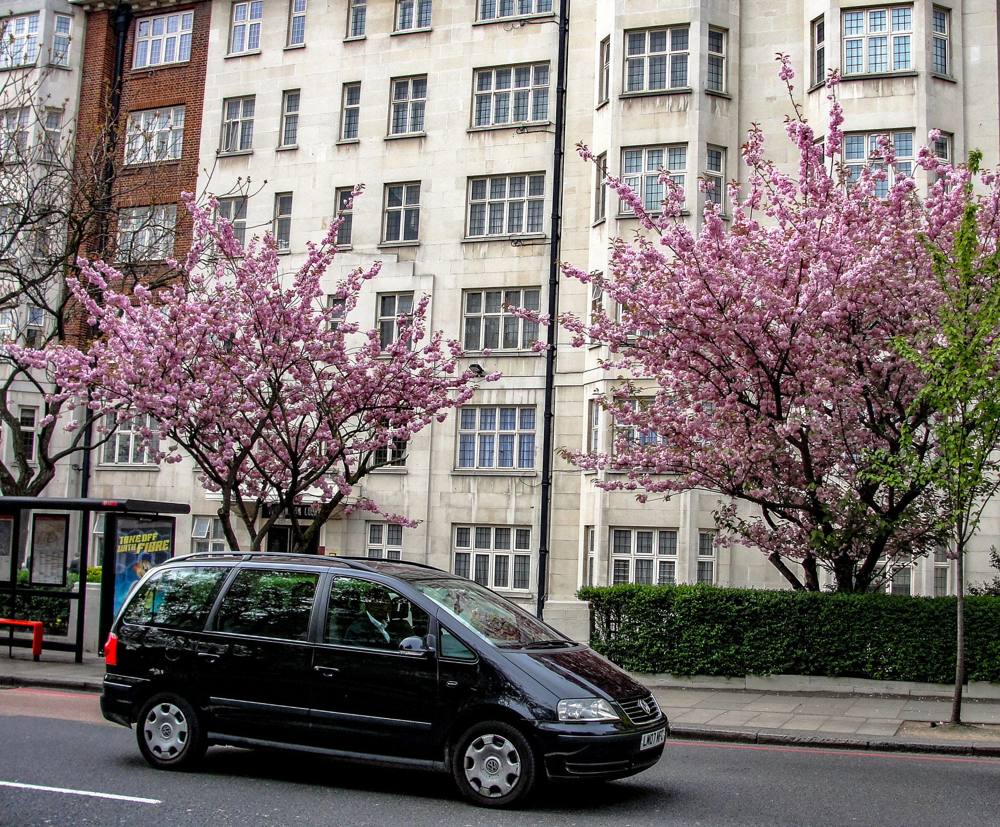 Sony Cyber-shot DSC-H20 sample photo. Cherry blossom trees, london photography