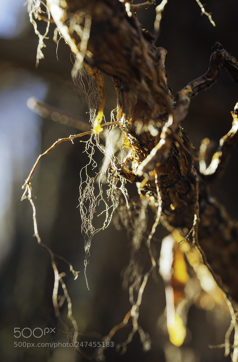 Nikon D600 sample photo. 180226 photography