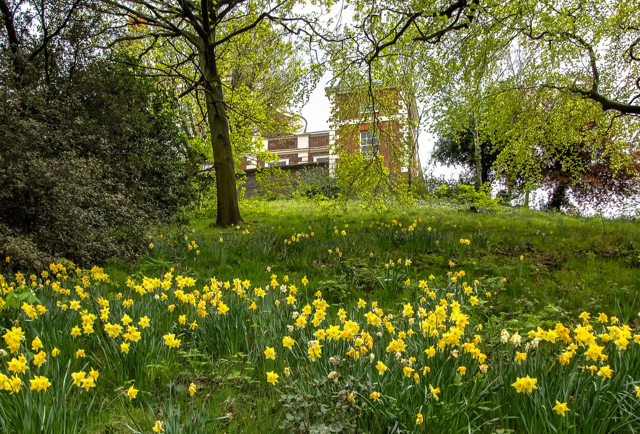 Sony Cyber-shot DSC-H20 sample photo. Flowers on the greenwich hill photography