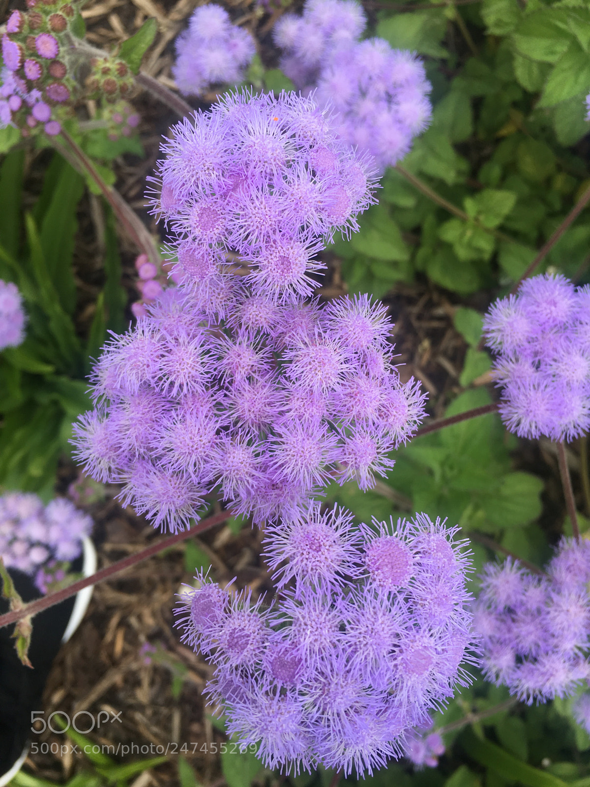 Apple iPhone 6s sample photo. Each flower is a photography