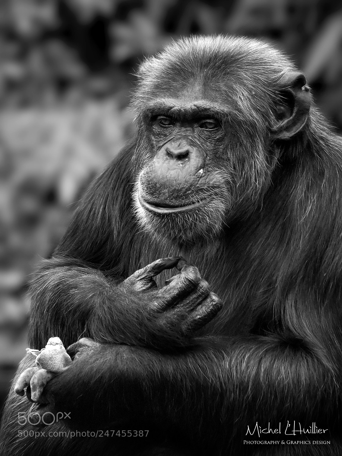 Nikon D810 sample photo. Chimp photography