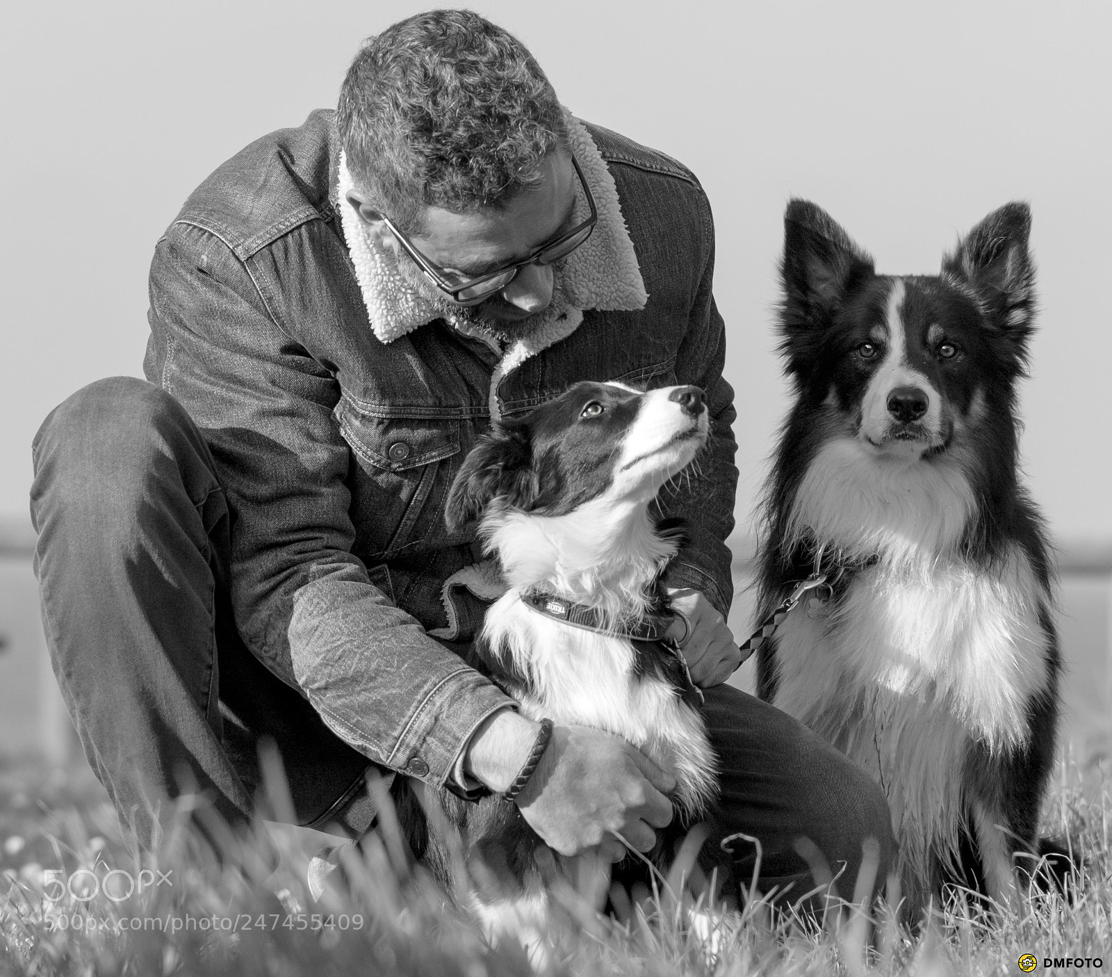 Nikon D5 sample photo. Dogs photography