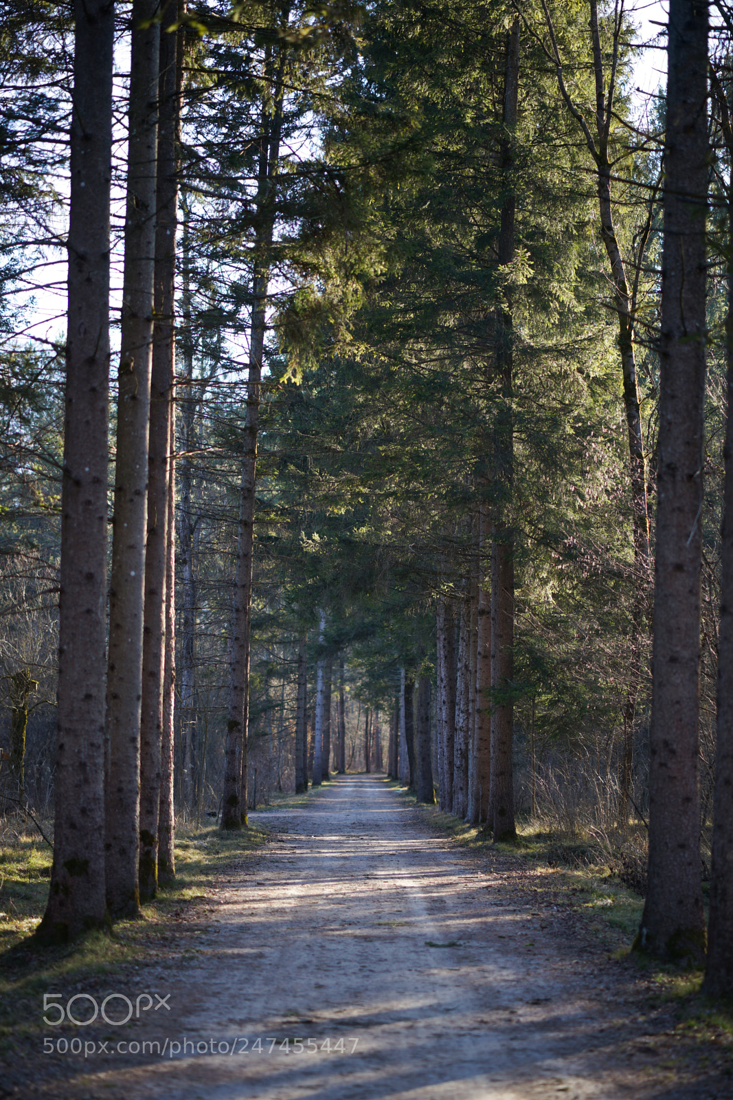 Sony a7 sample photo. A forest. photography