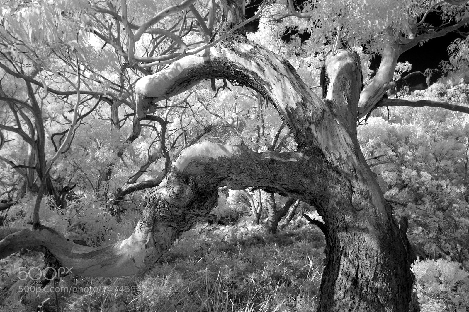 Canon EOS 50D sample photo. Gumtree photography