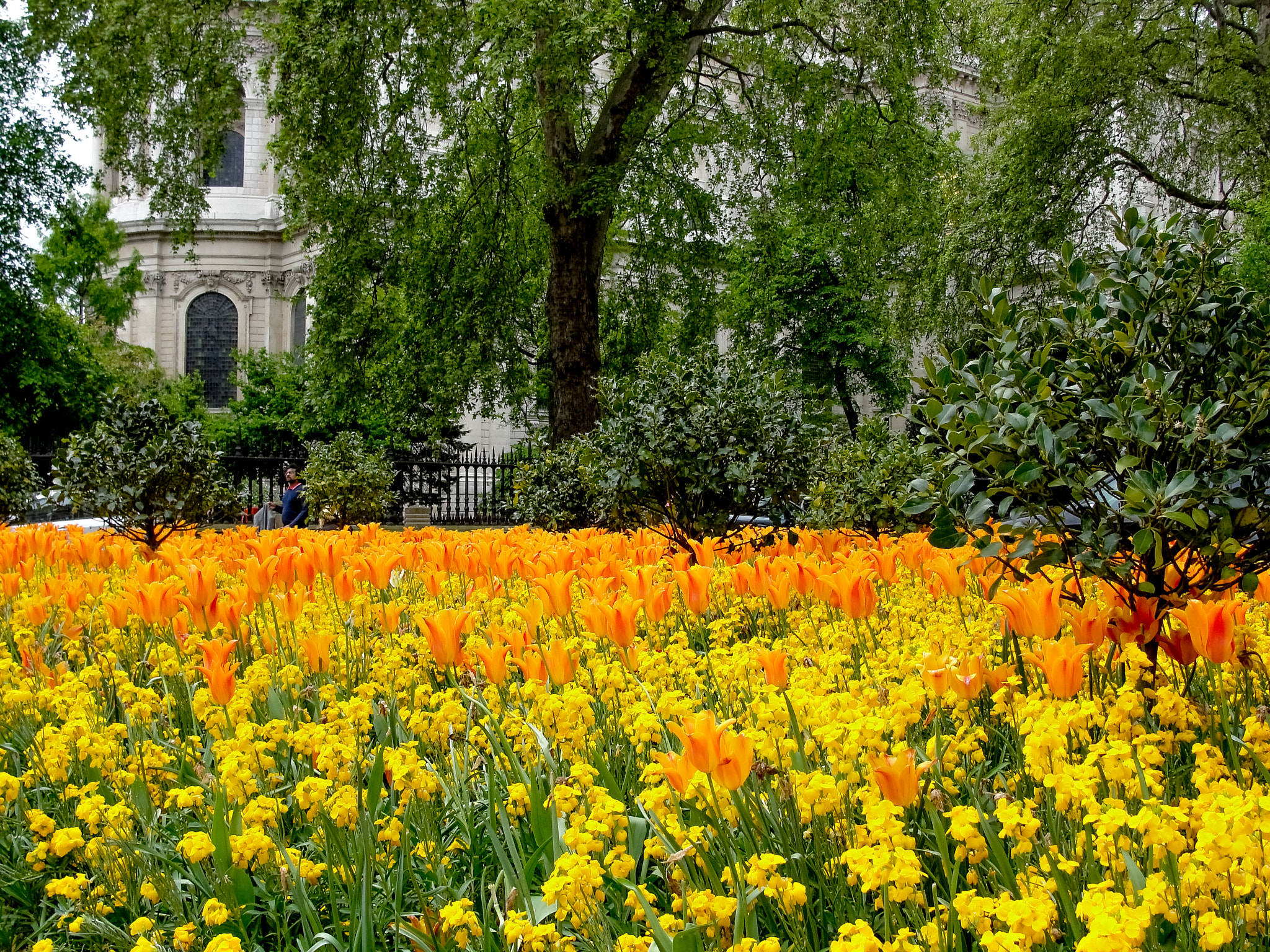 Sony Cyber-shot DSC-H20 sample photo. Tulip garden, london photography