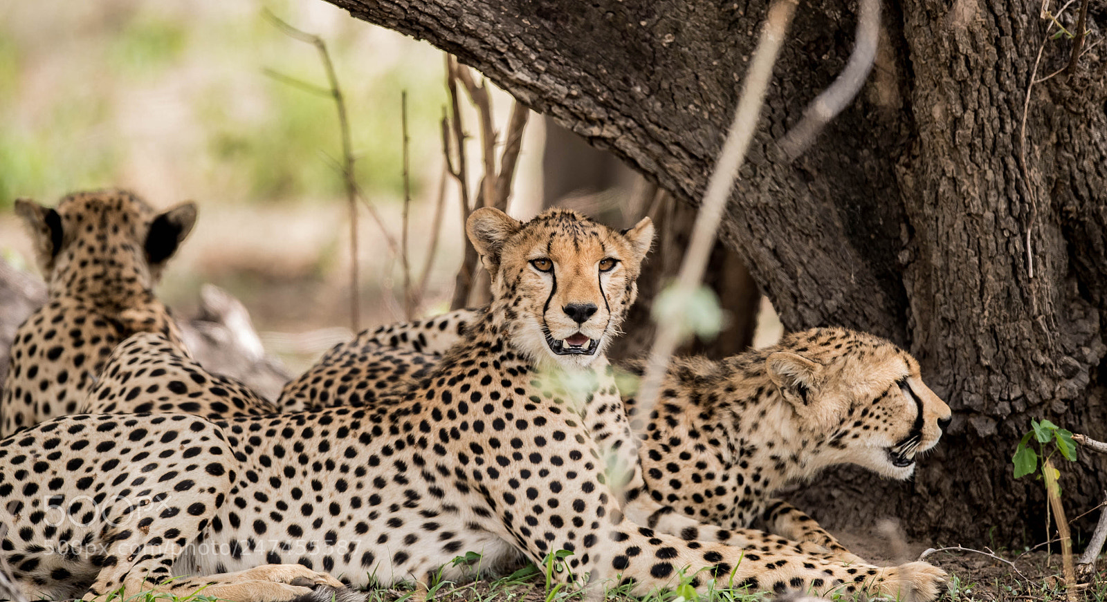 Nikon D5 sample photo. Hungry cheetahs photography
