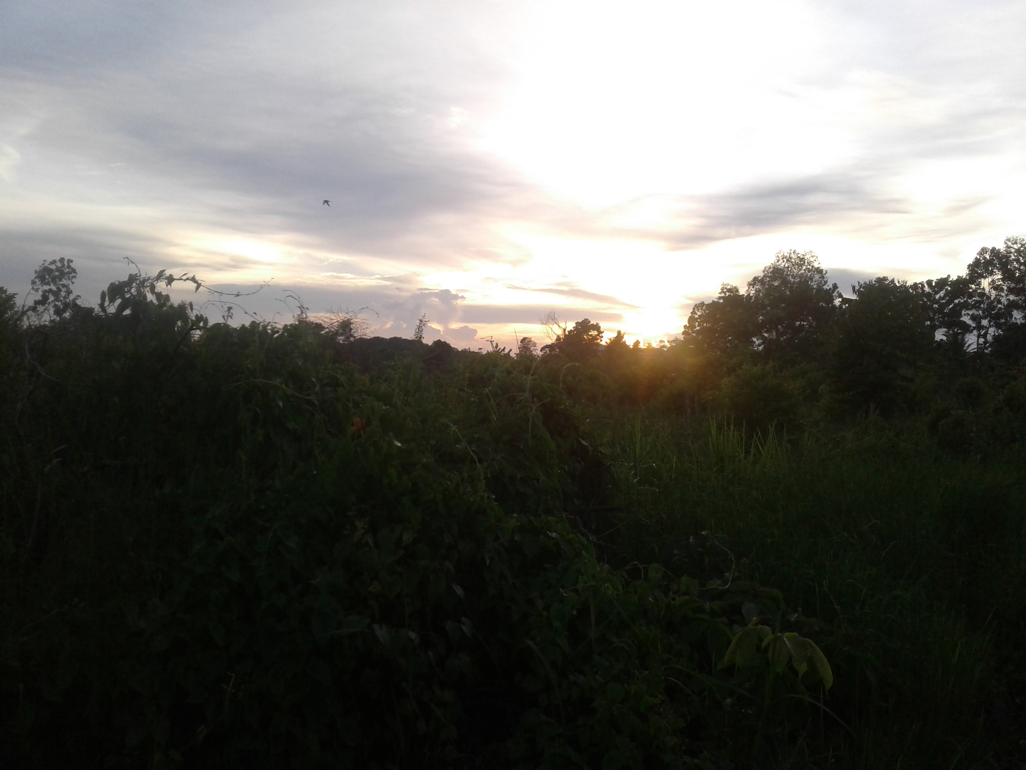 Samsung Galaxy J1 Ace sample photo. Sunset in a forest photography