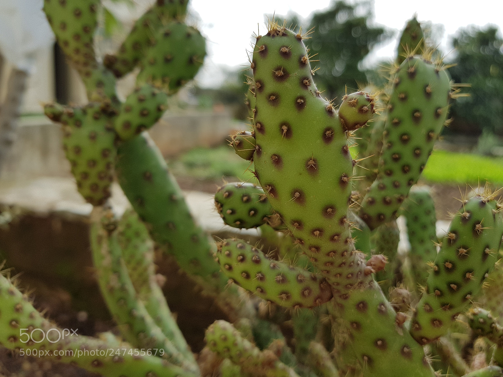 Samsung Galaxy S8 sample photo. Winter plants photography