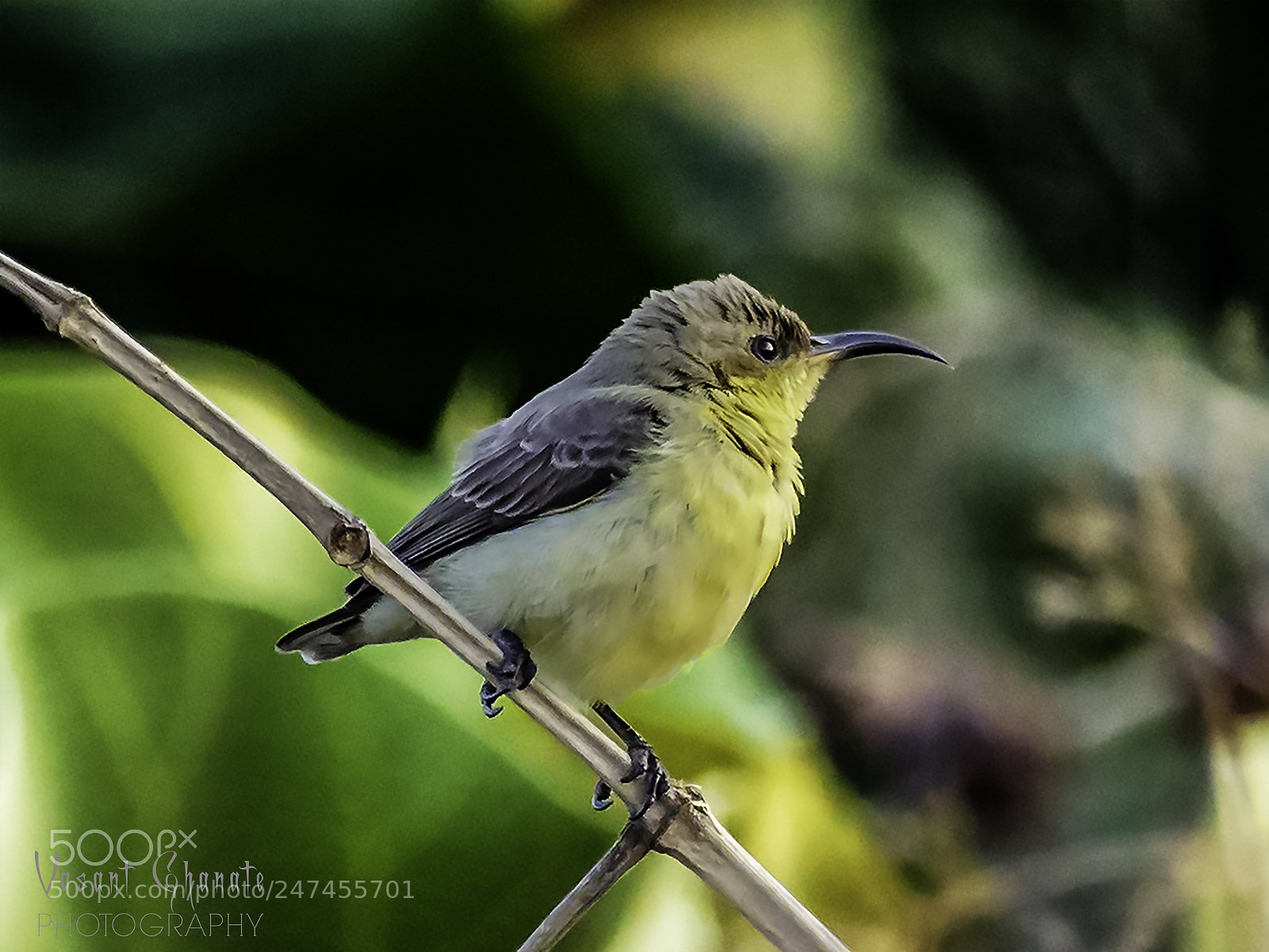 Panasonic Lumix DMC-GH4 sample photo. Backyard birds photography