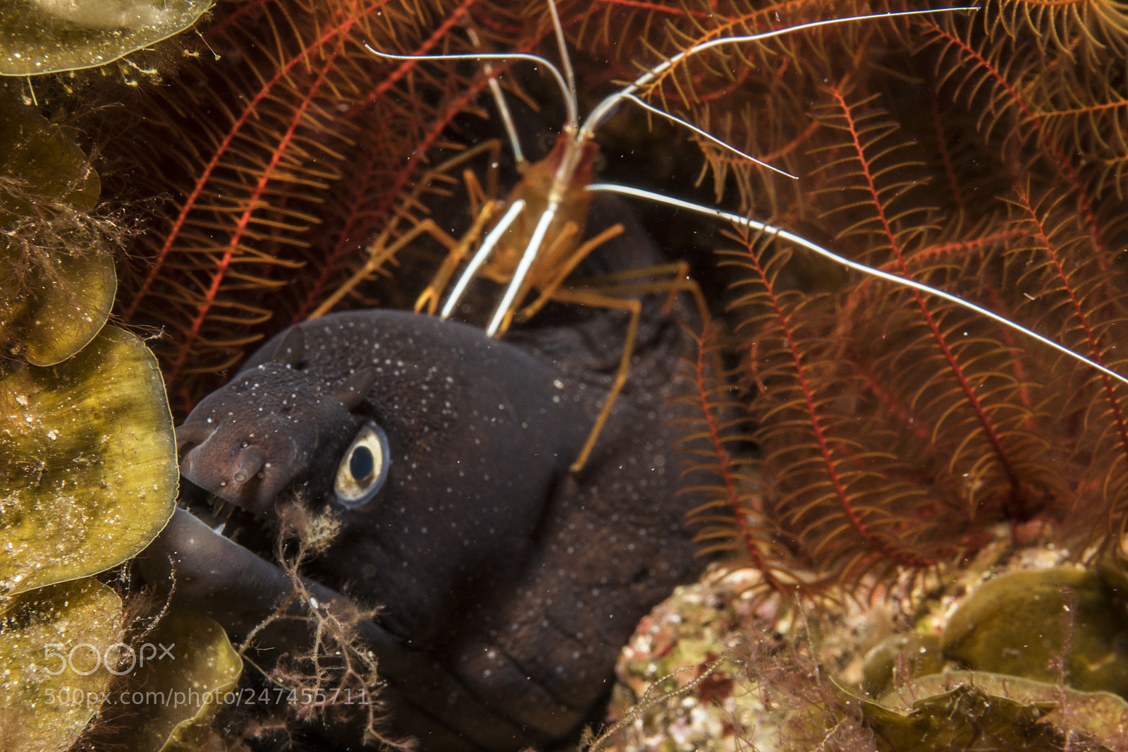 Panasonic Lumix DMC-GH4 sample photo. El hierro moreno portrait photography