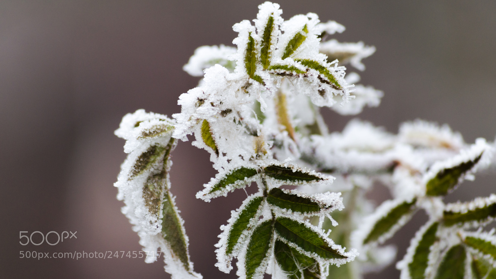 Nikon D5100 sample photo. Plant covered in ice photography