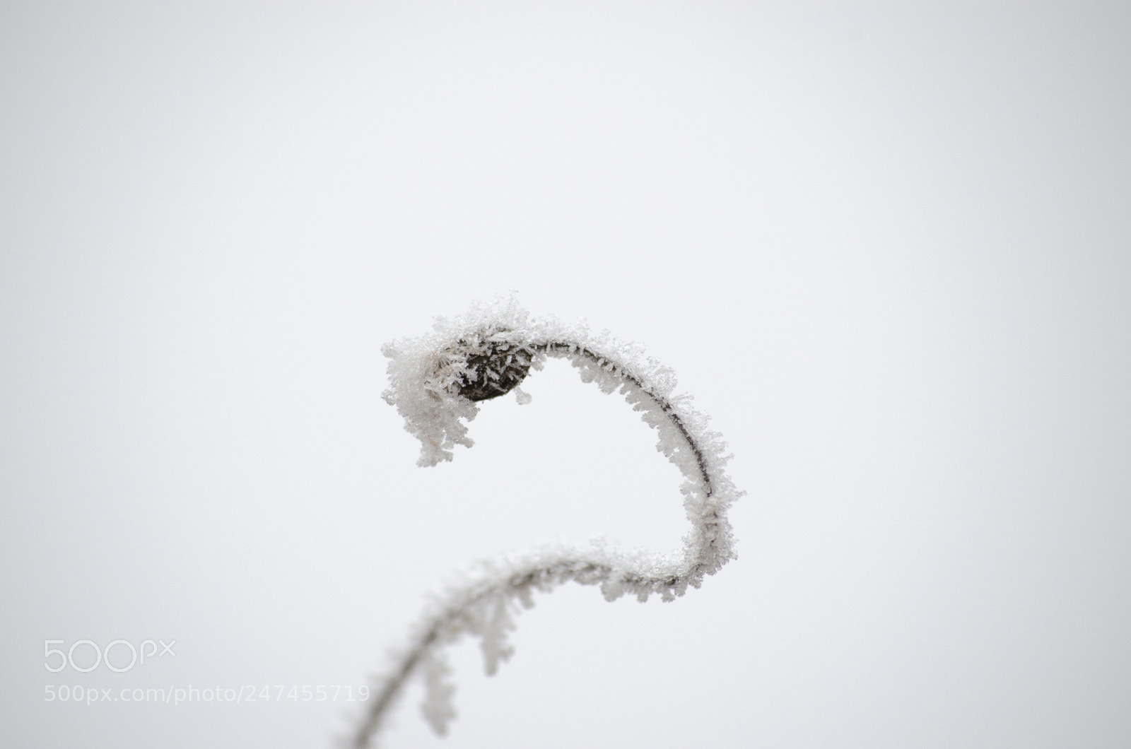Nikon D5100 sample photo. Frozen plant photography