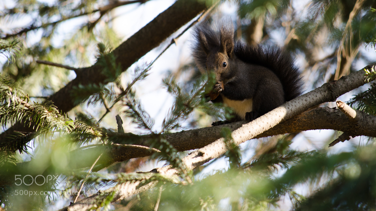 Nikon D5100 sample photo. Squirell in a tree photography