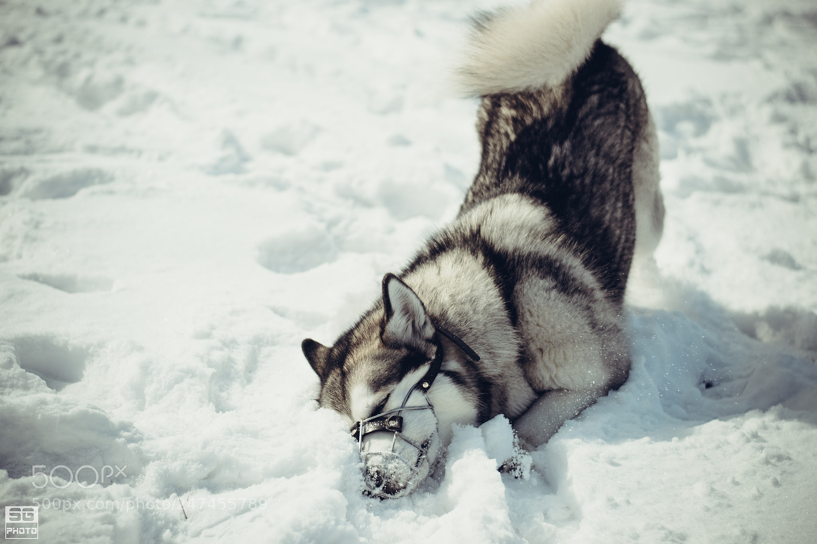 Nikon D3100 sample photo. Mia's snow bath photography