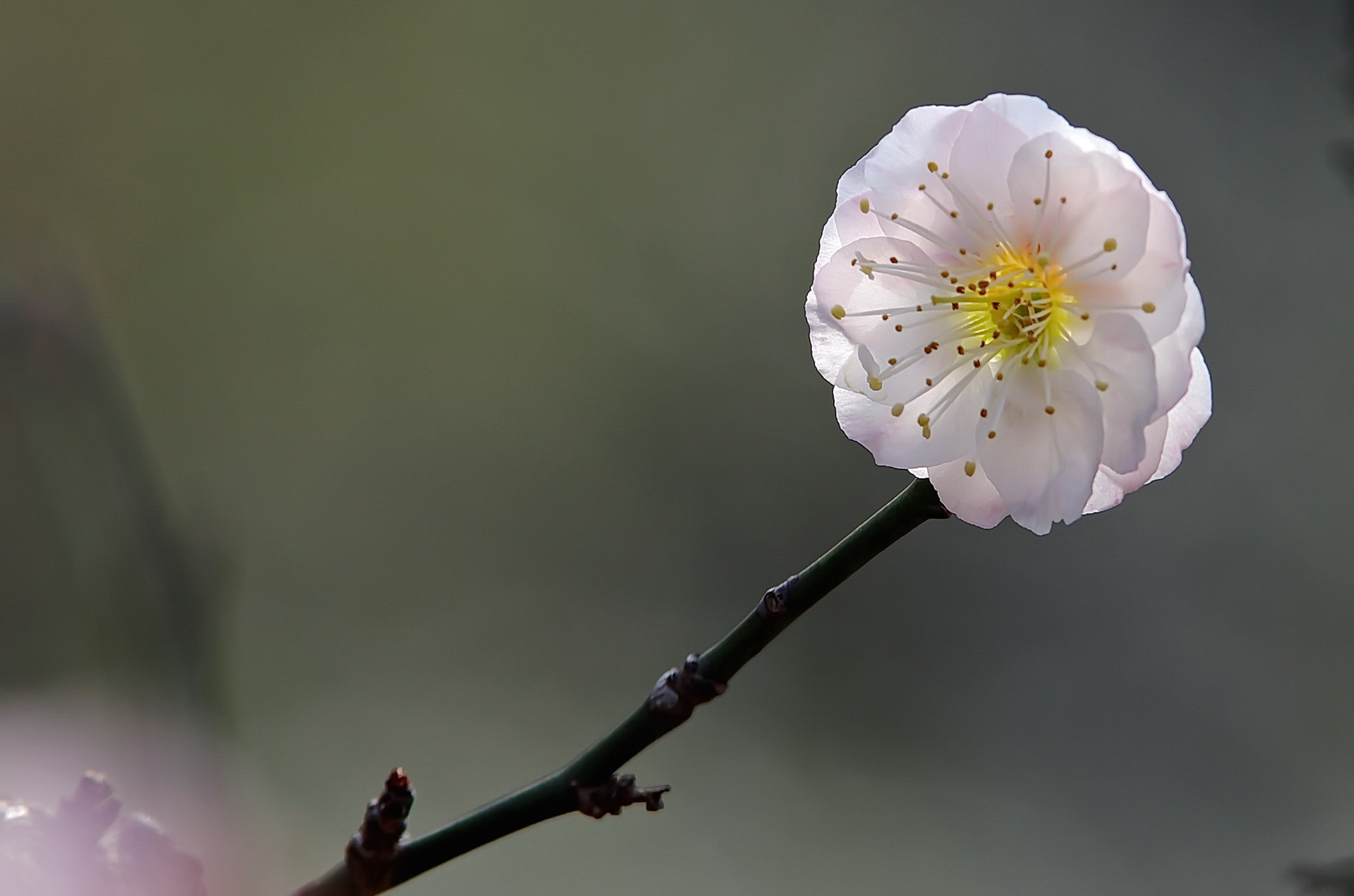 Pentax K-5 II sample photo. 梅 photography