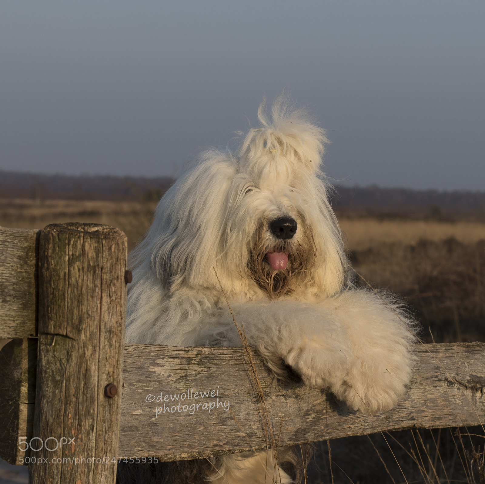 Canon EOS 7D Mark II sample photo. I see i see.... photography