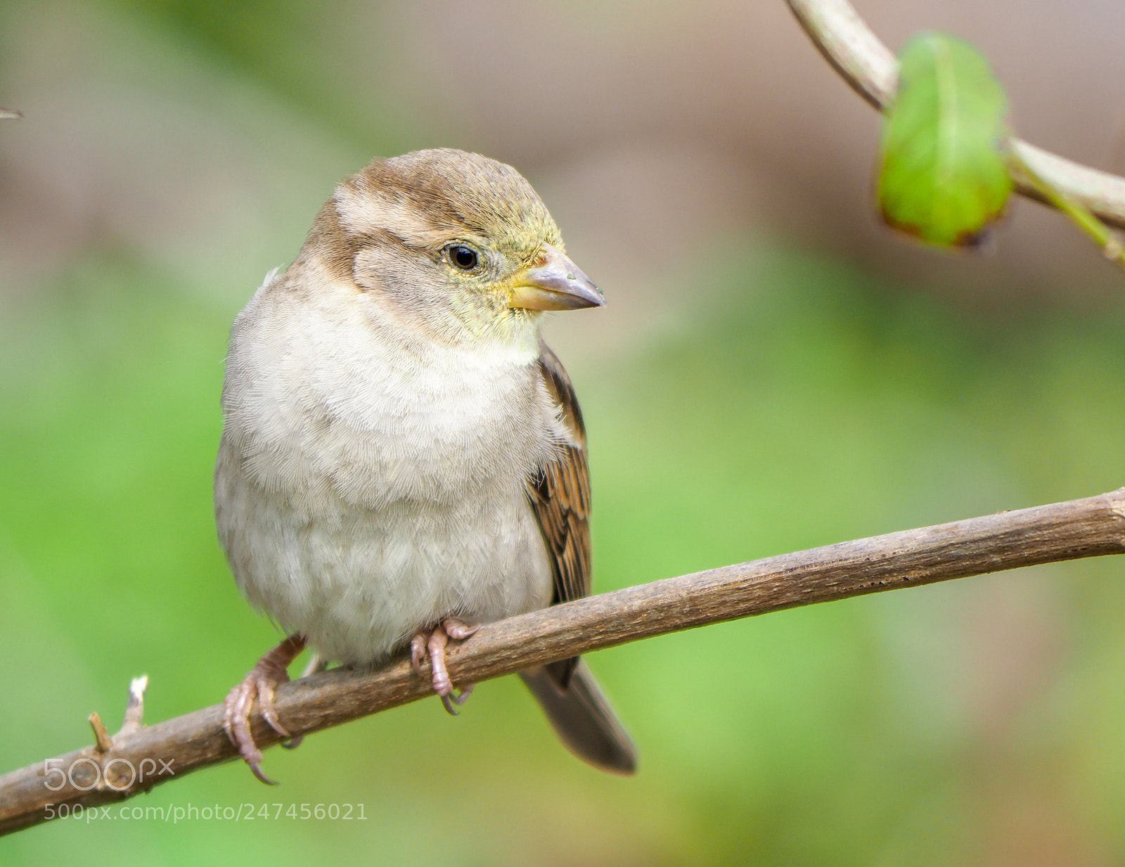Olympus OM-D E-M1 Mark II sample photo. Sparrow photography
