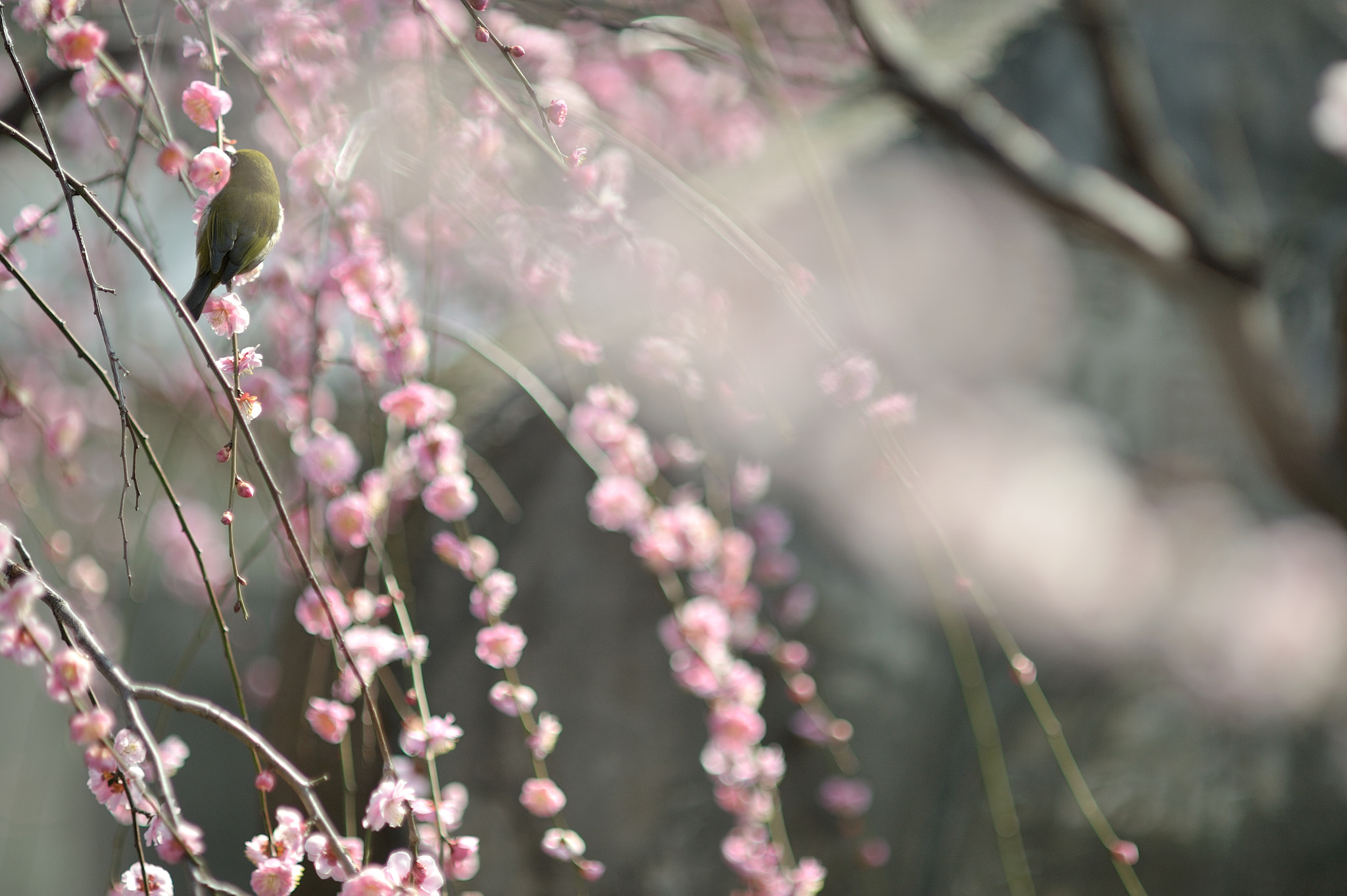 AF DC-Nikkor 135mm f/2D sample photo. Ume wonderer photography