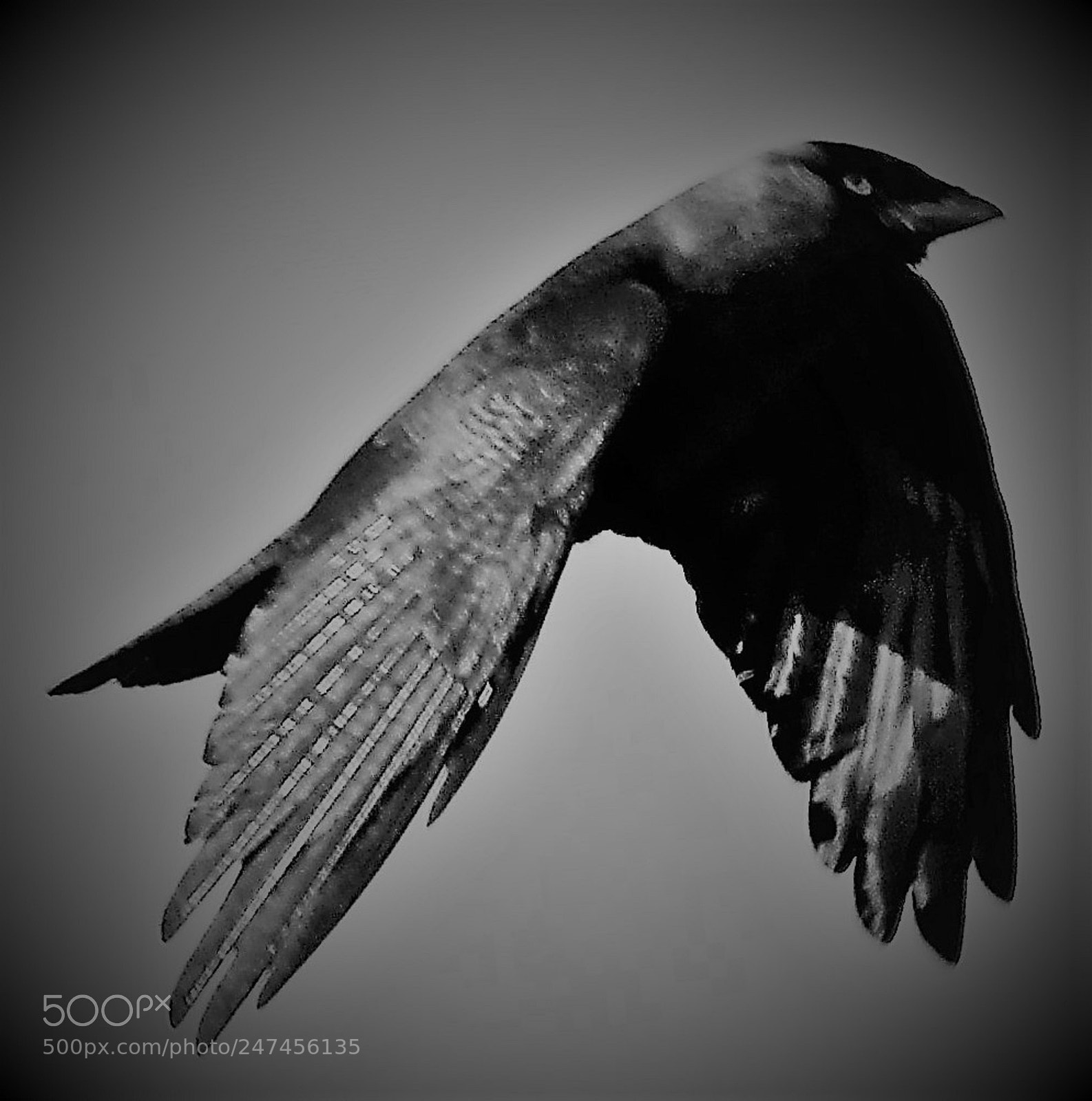 Canon EOS 700D (EOS Rebel T5i / EOS Kiss X7i) sample photo. Jackdaw photography
