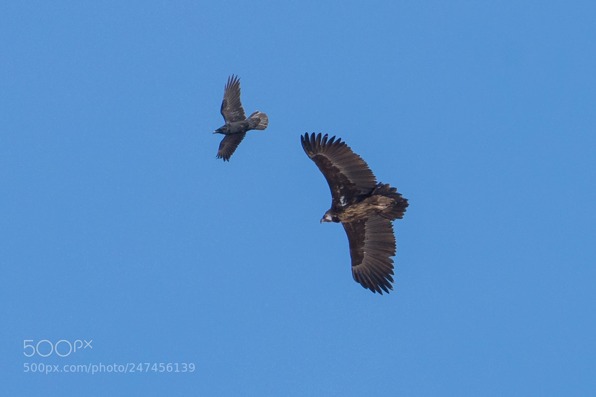 Nikon D7200 sample photo. Vulture and crow photography
