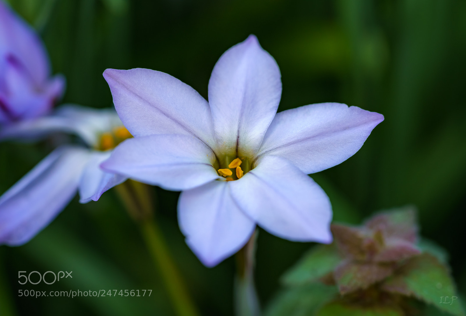 Sony a7R III sample photo. Untitled photography