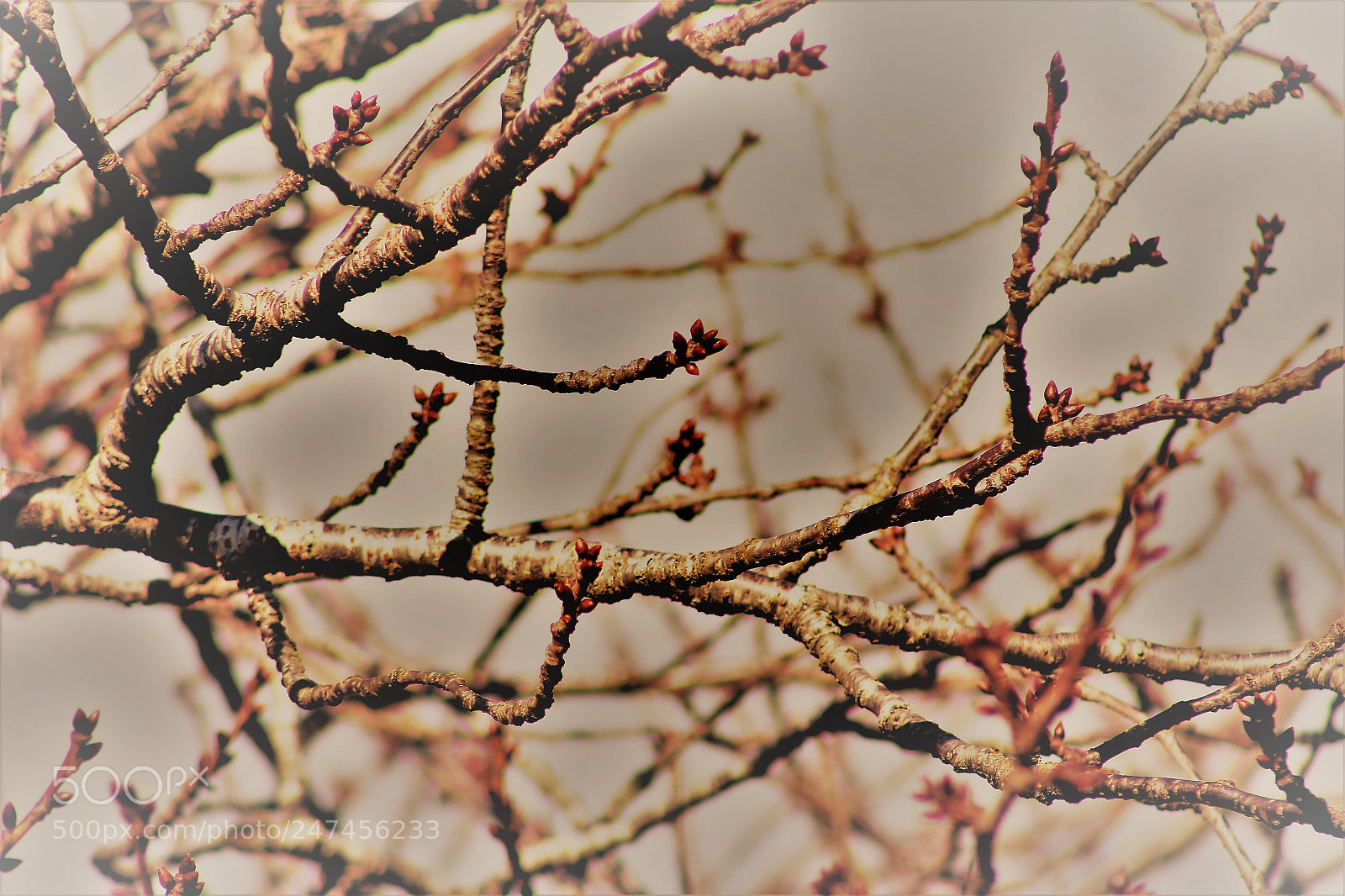 Canon EOS 700D (EOS Rebel T5i / EOS Kiss X7i) sample photo. Spring into life photography