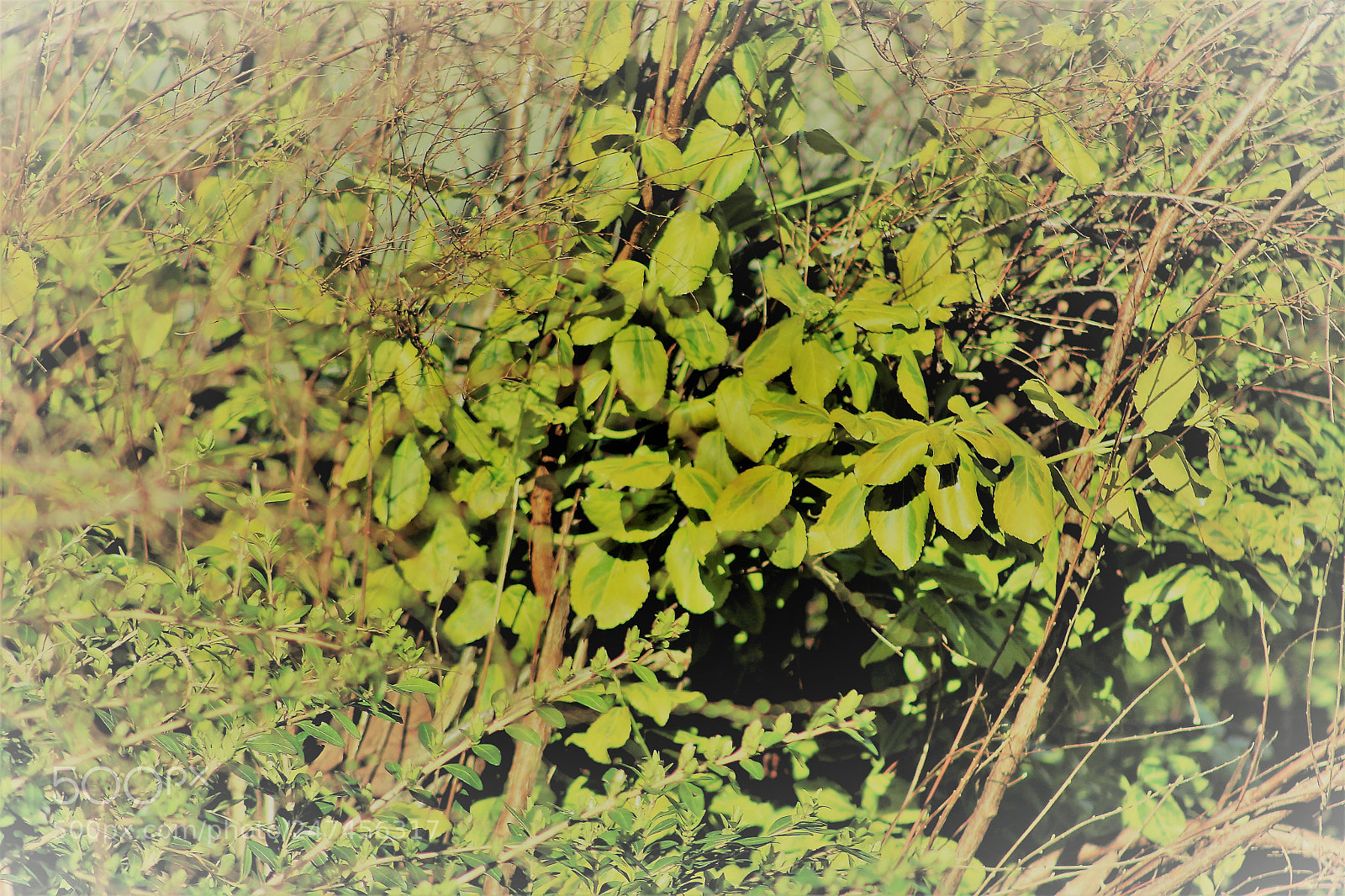 Canon EOS 700D (EOS Rebel T5i / EOS Kiss X7i) sample photo. Twigs and leaves photography